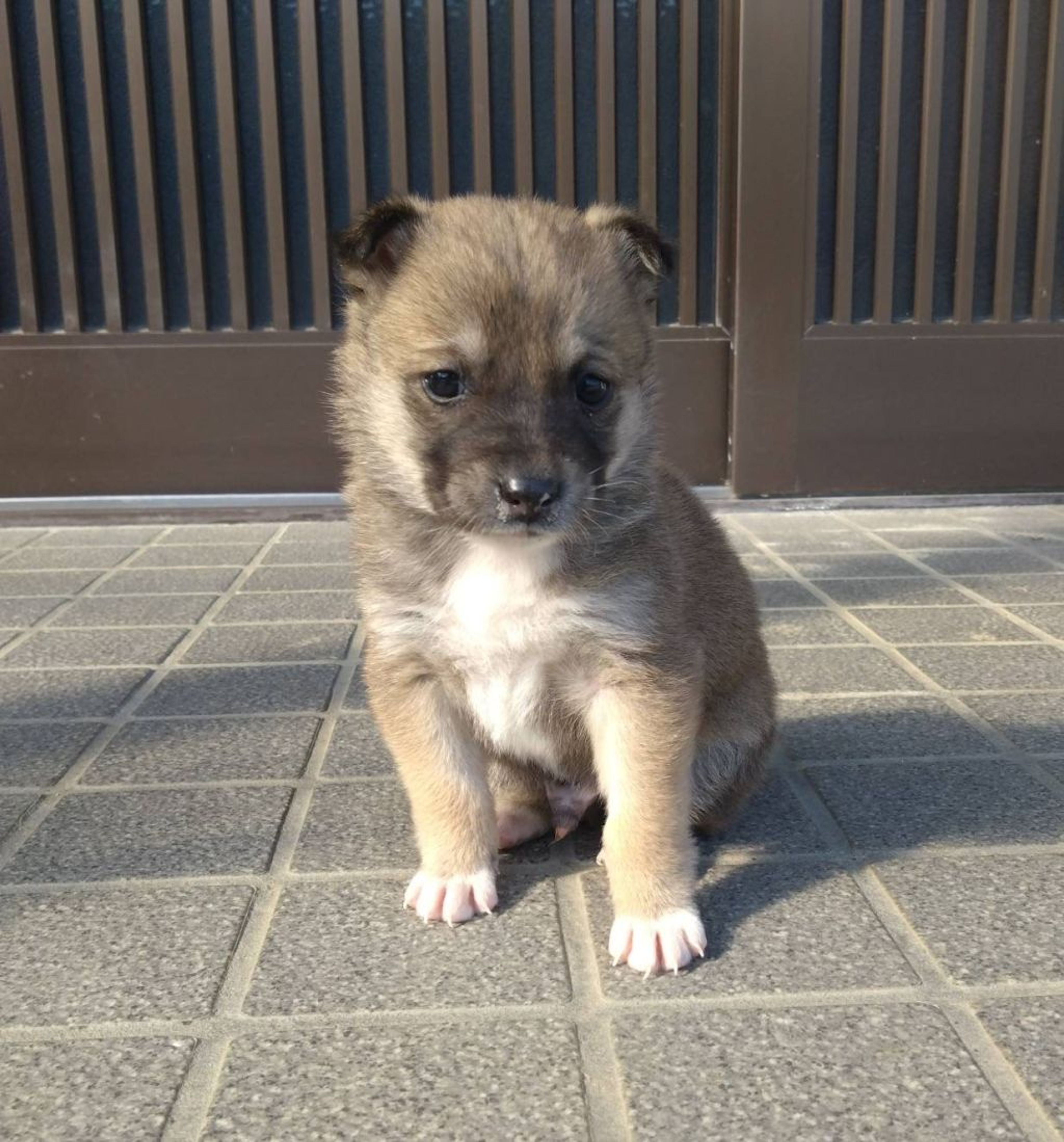 pet-image-3