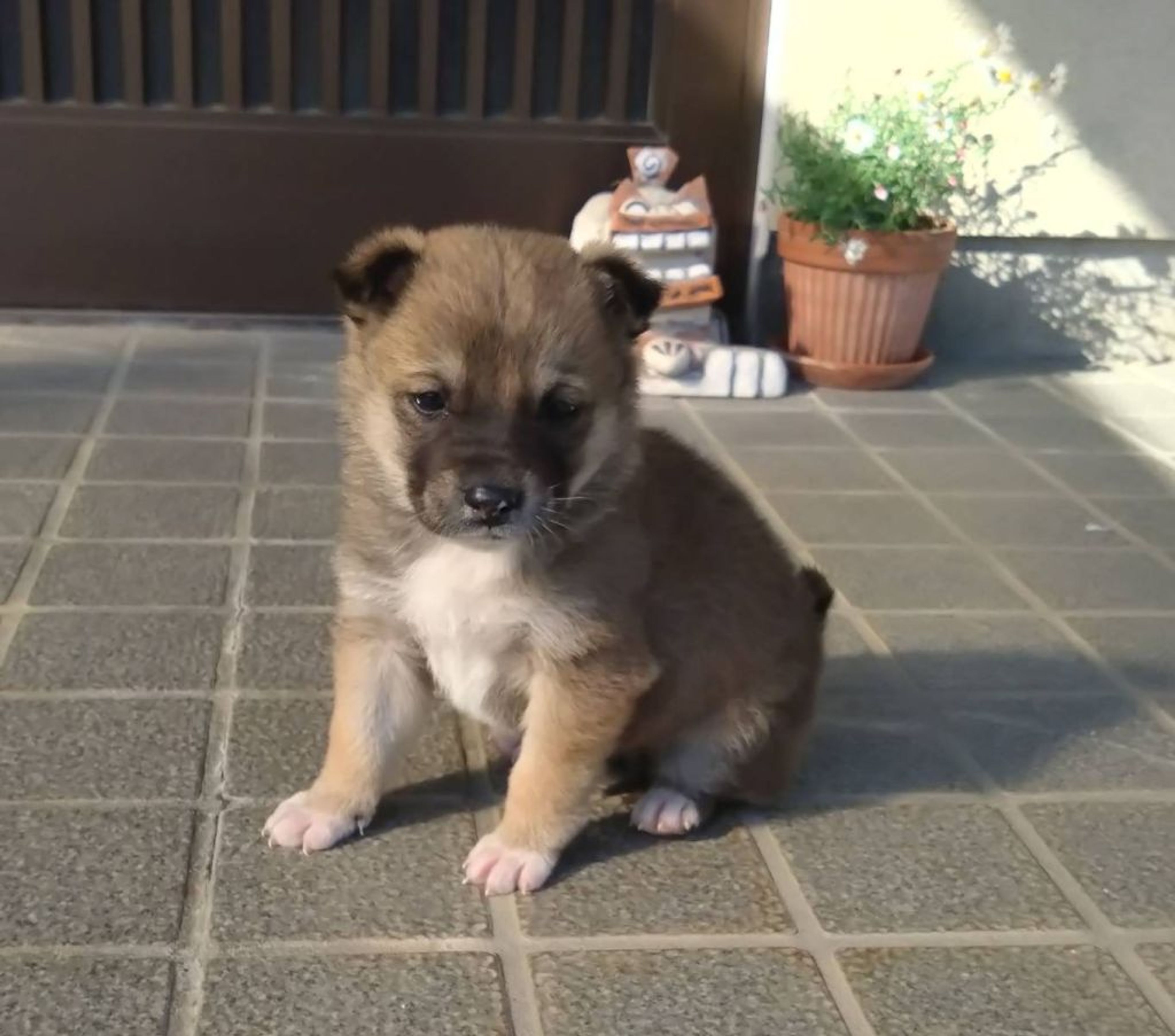 pet-image-4