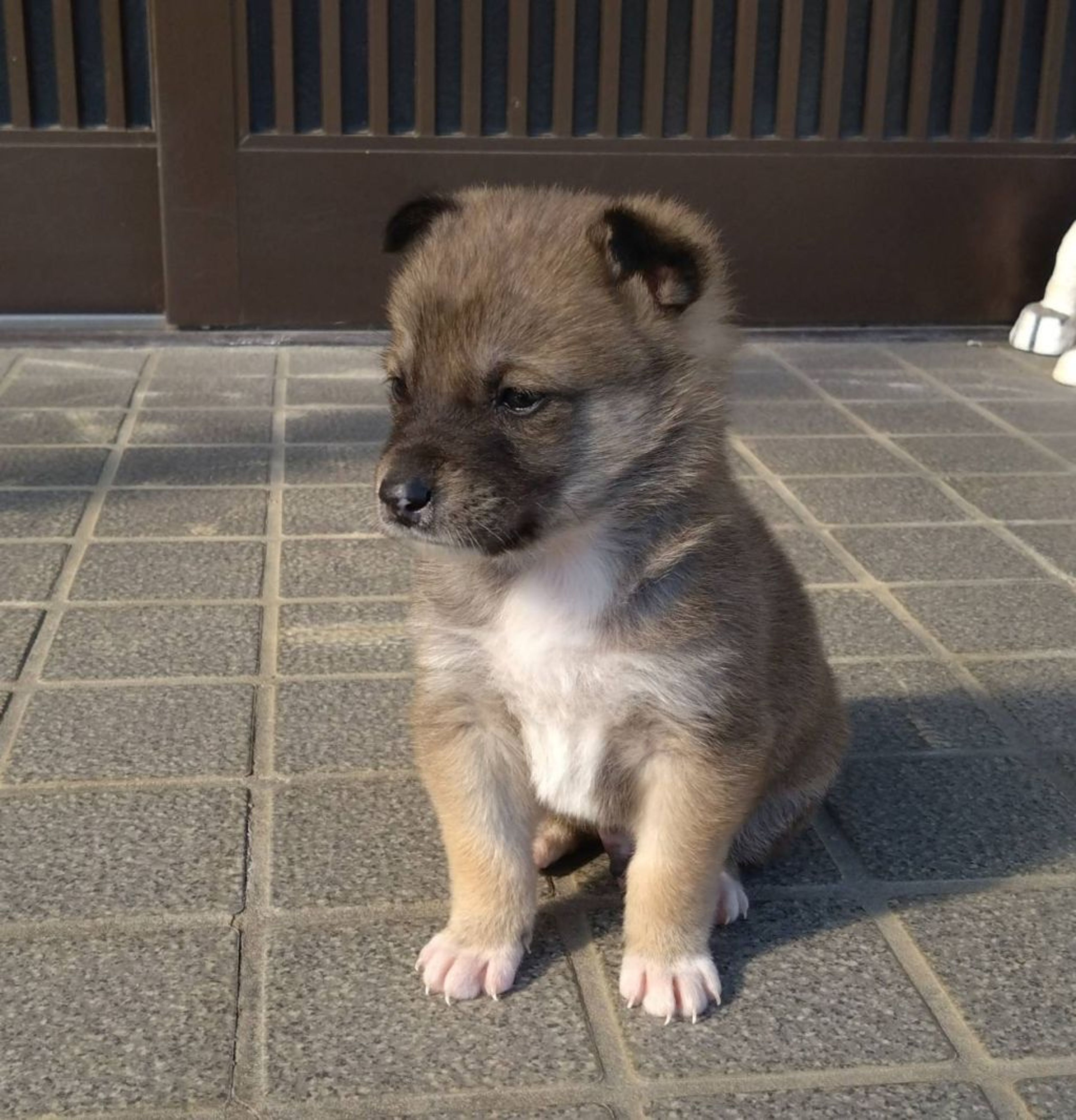 pet-image-5