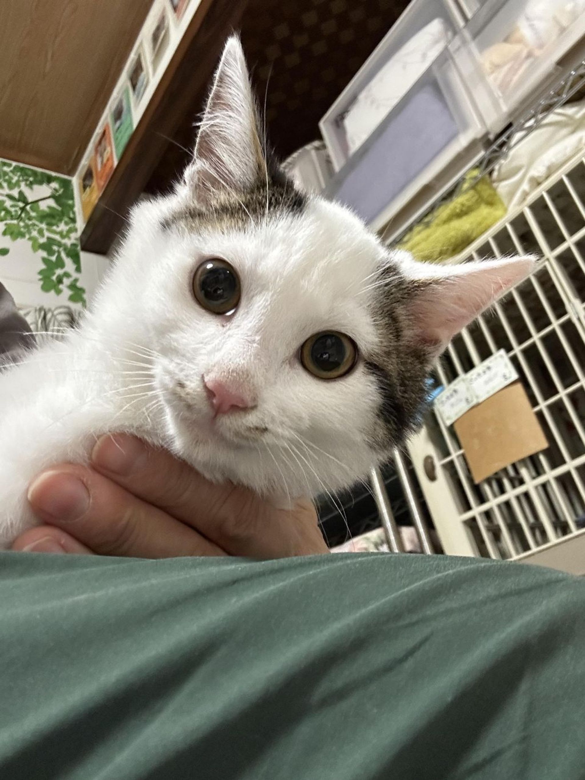 雑種（ミックス猫）・オスの里親募集の写真
