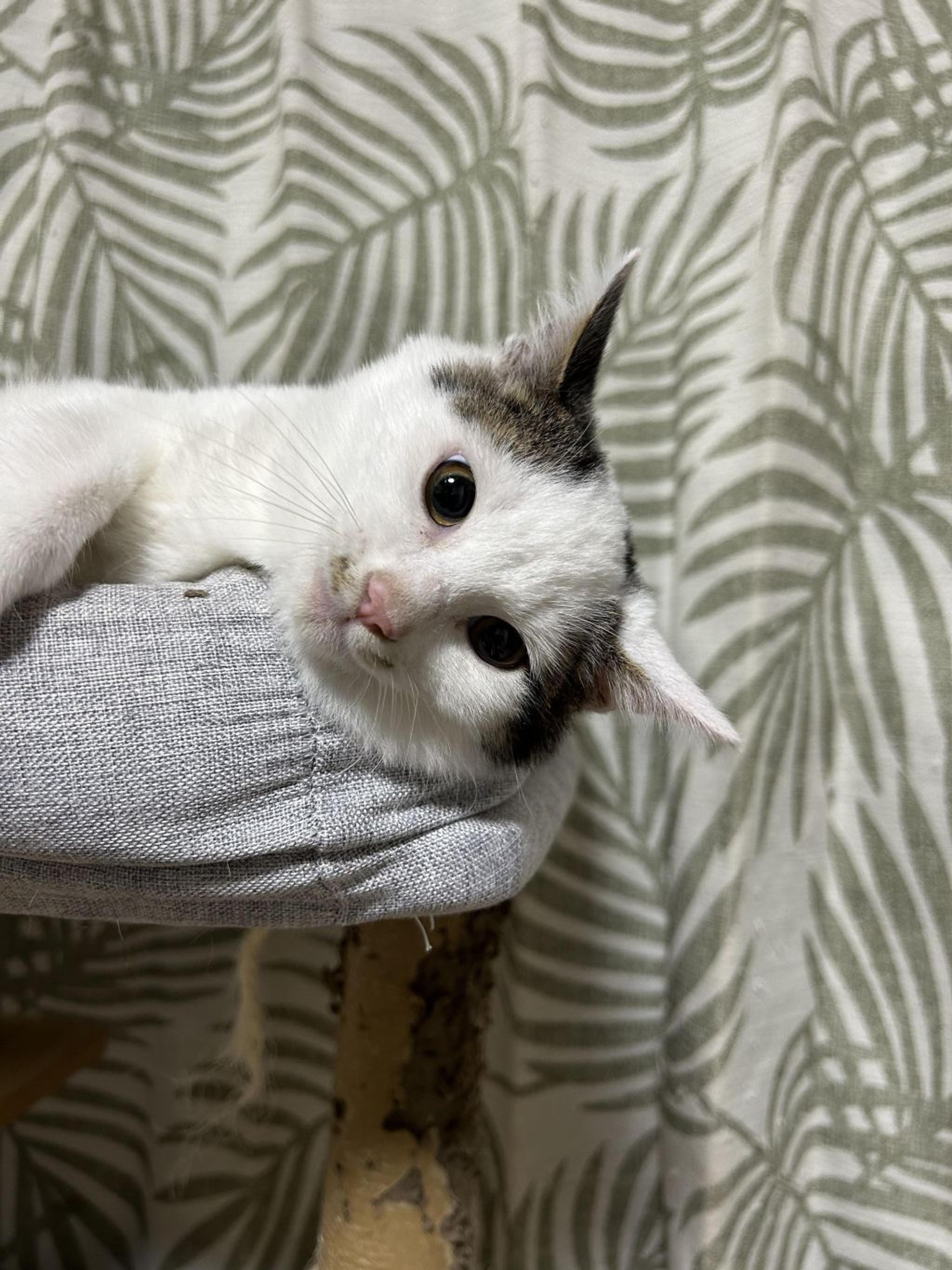 pet-image-2