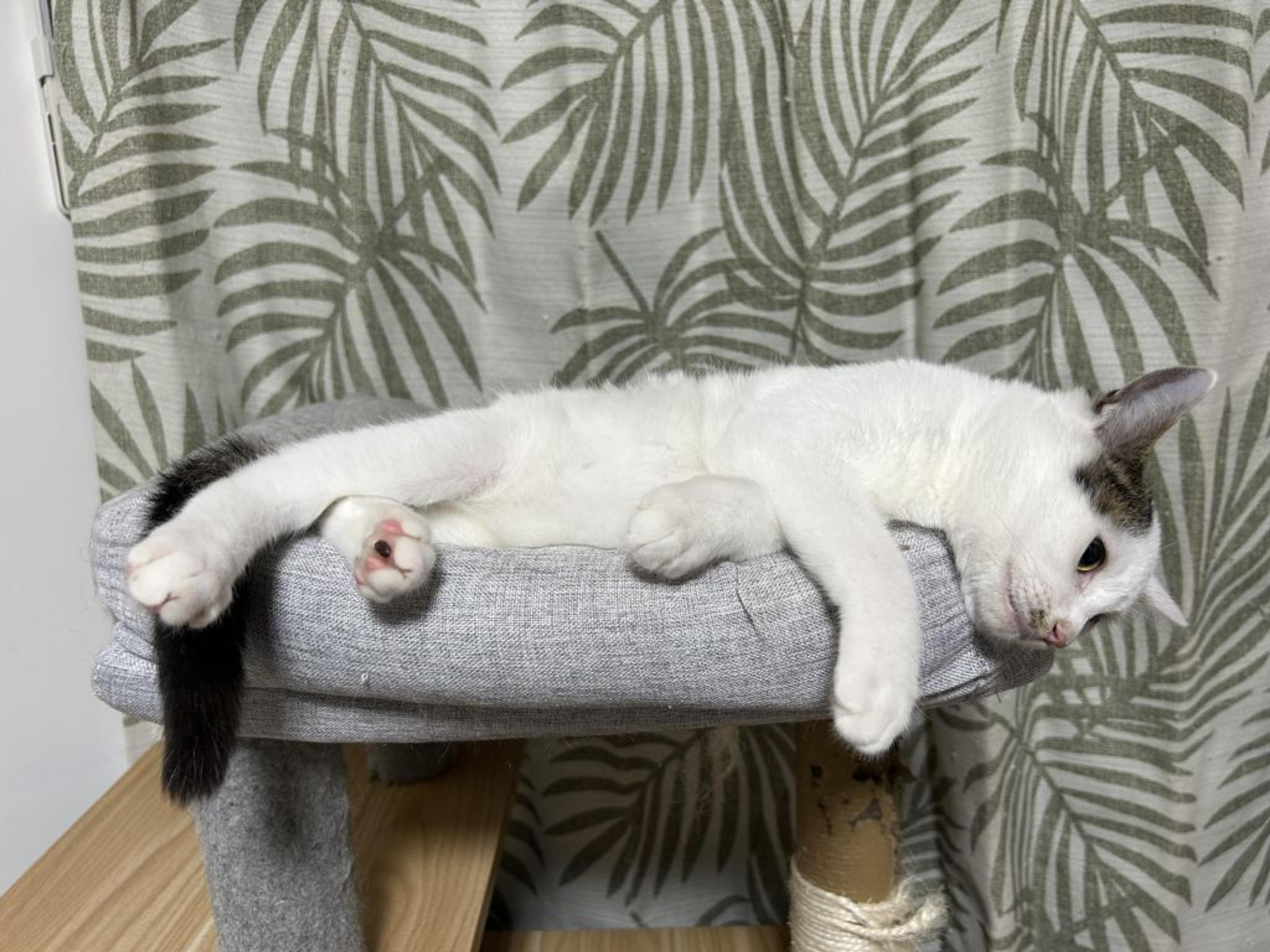 pet-image-3