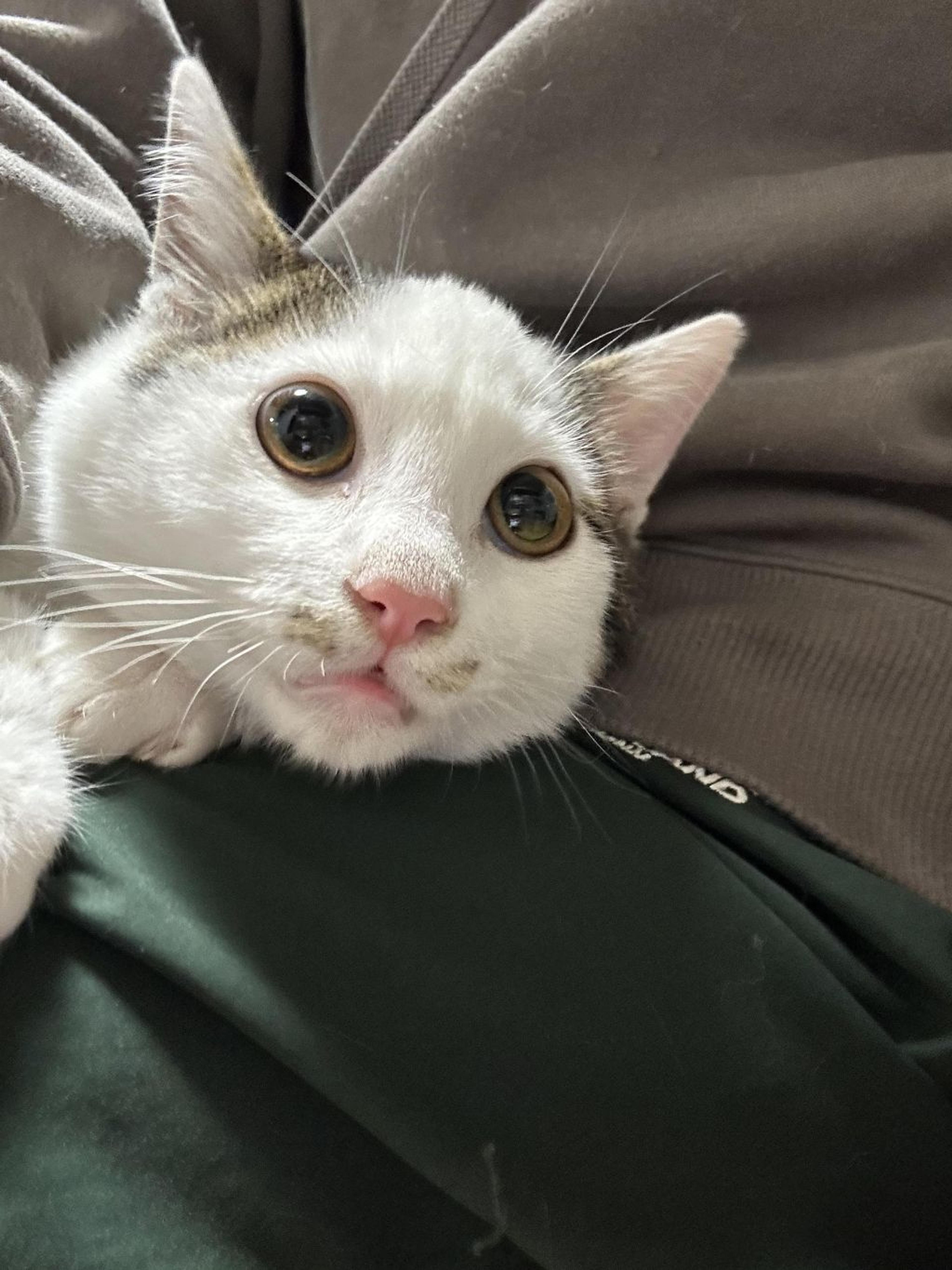 pet-image-4