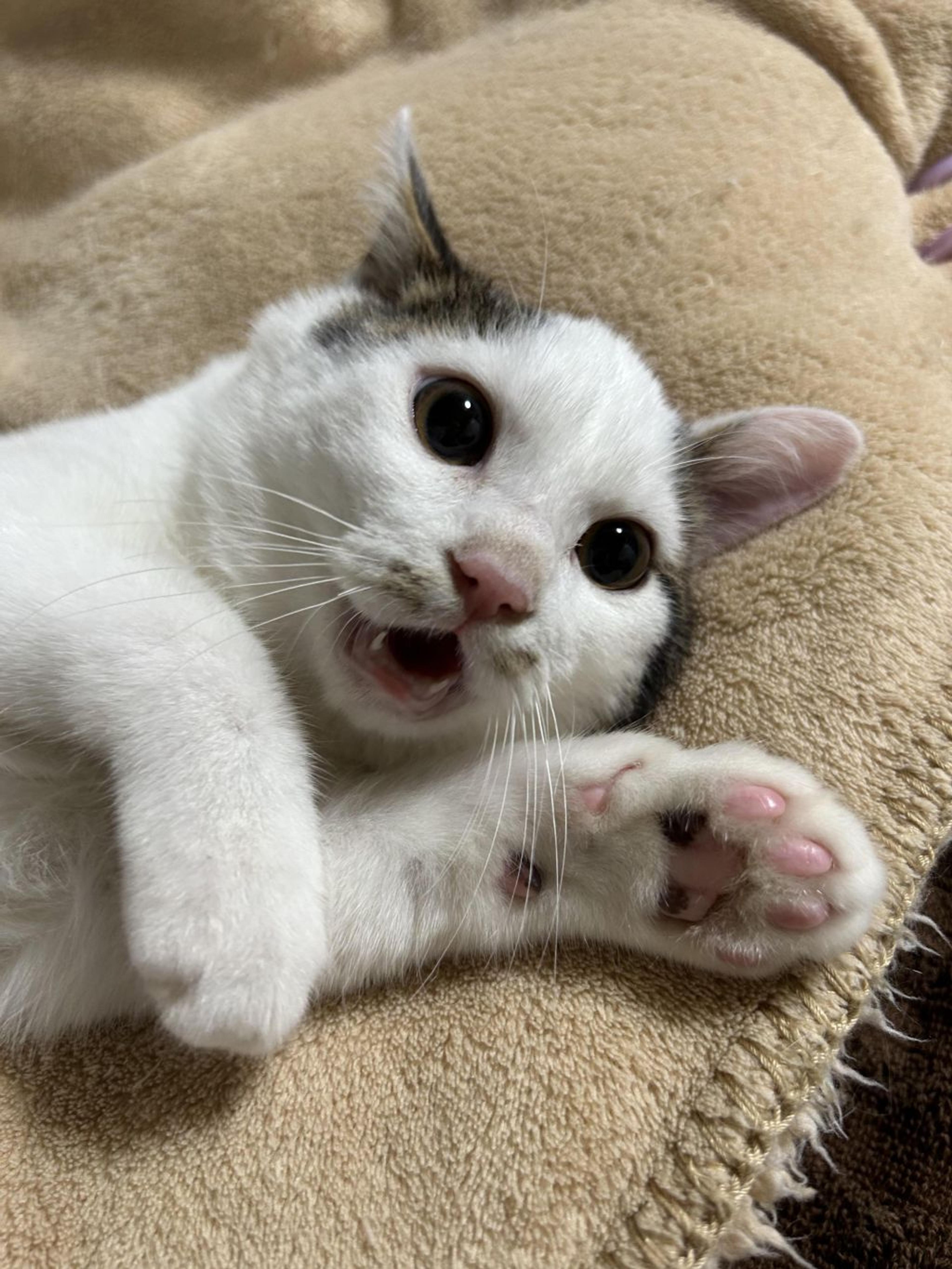 pet-image-5