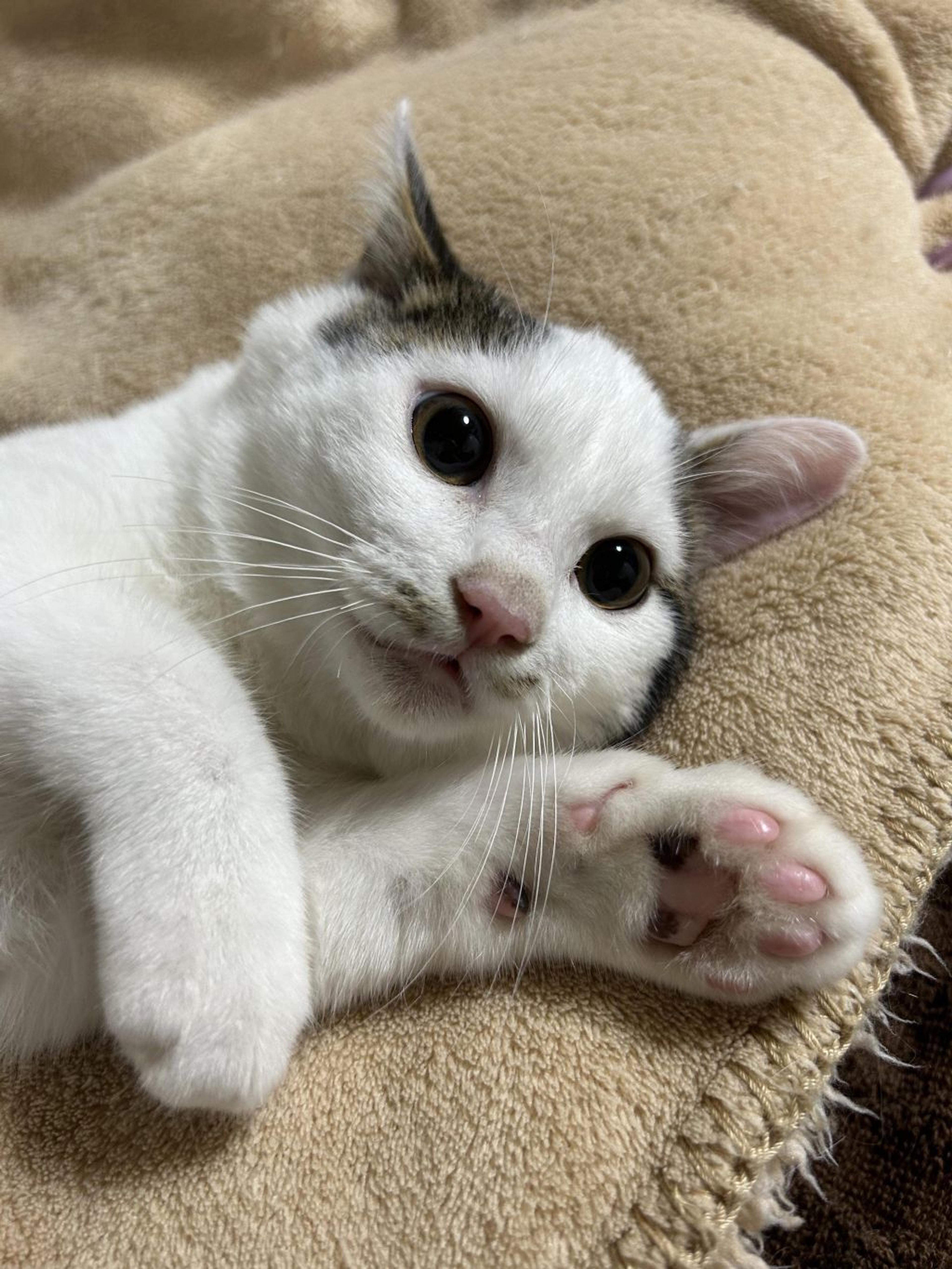 pet-image-6