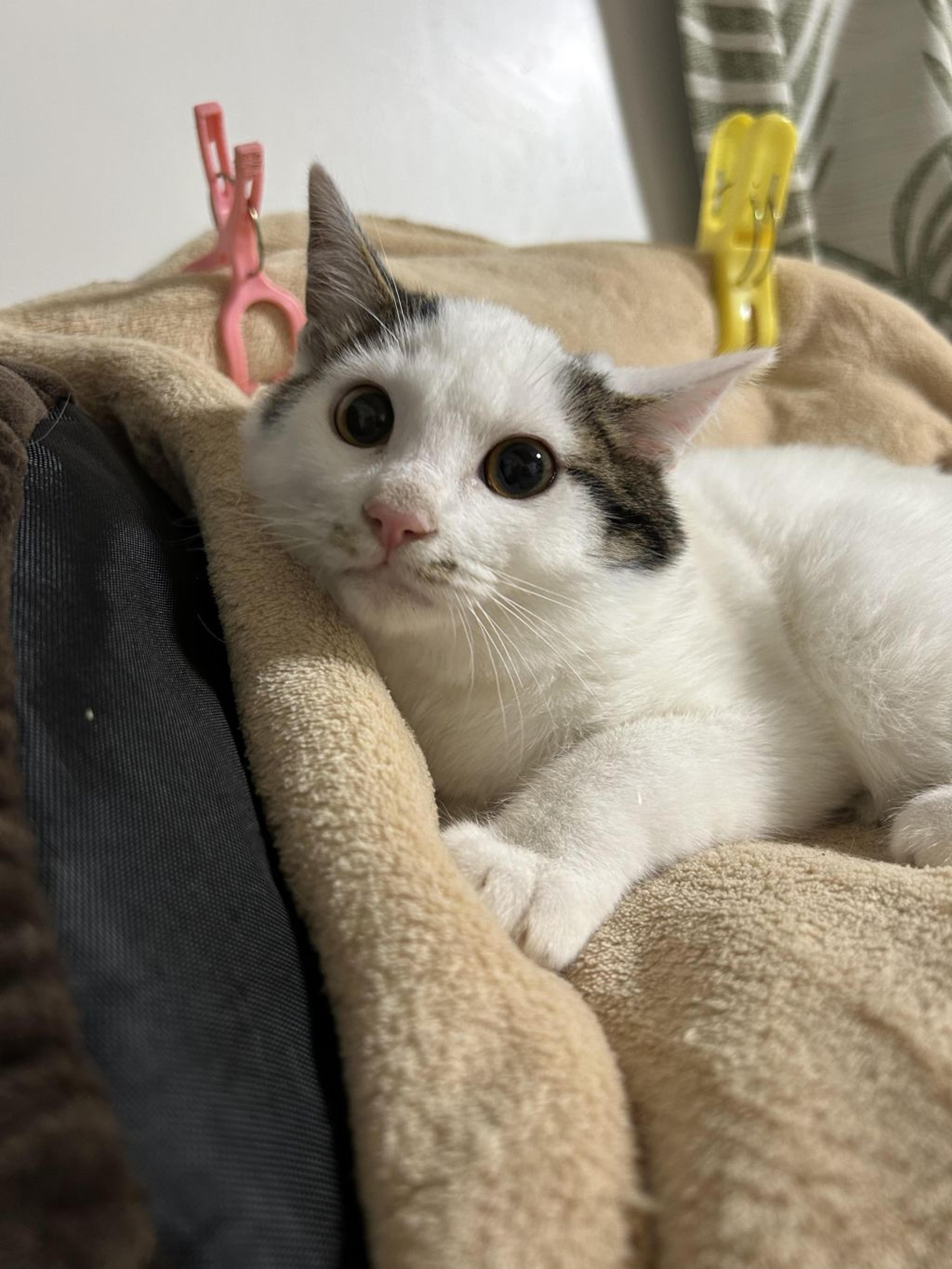 pet-image-8