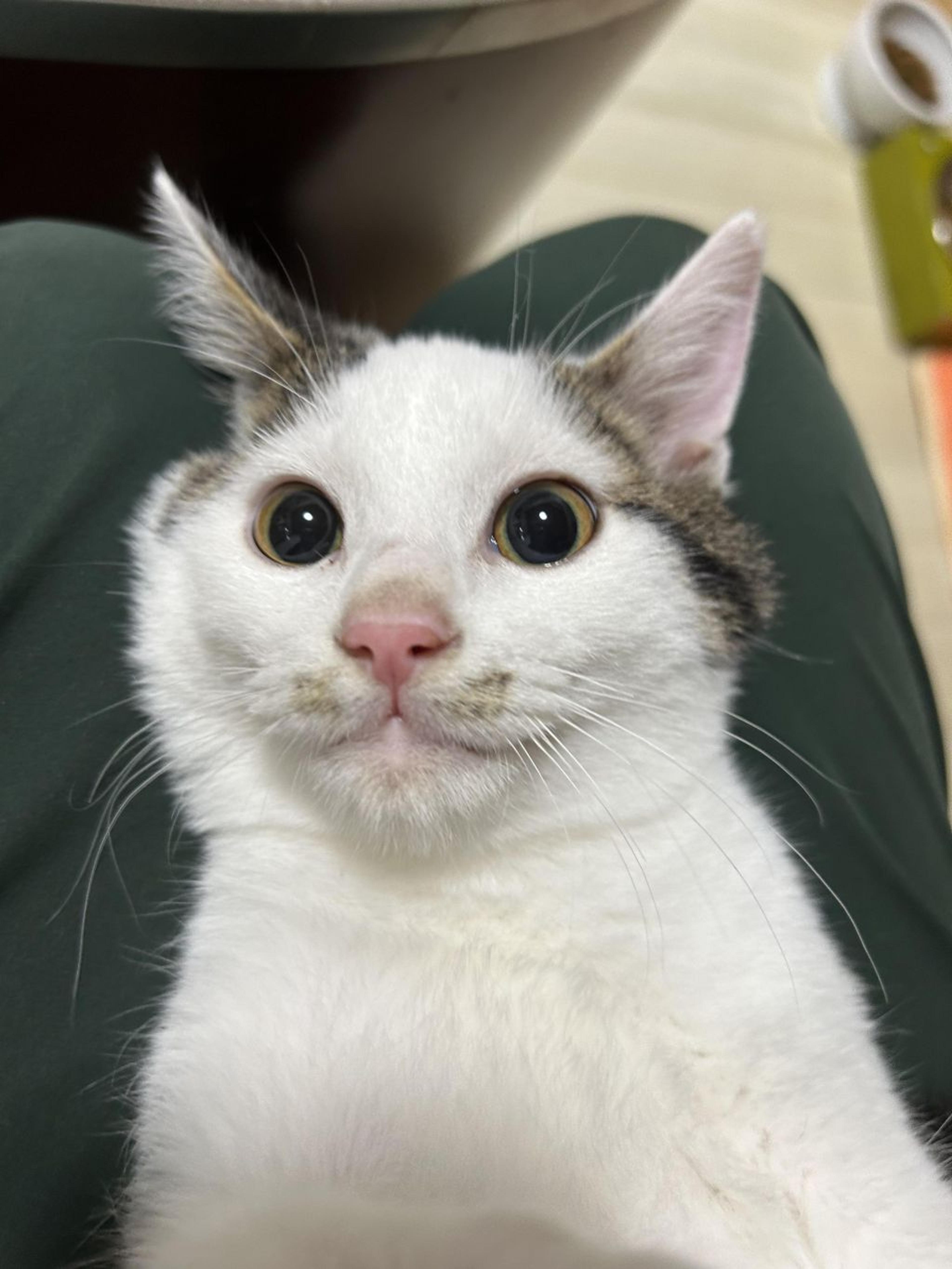 pet-image-9