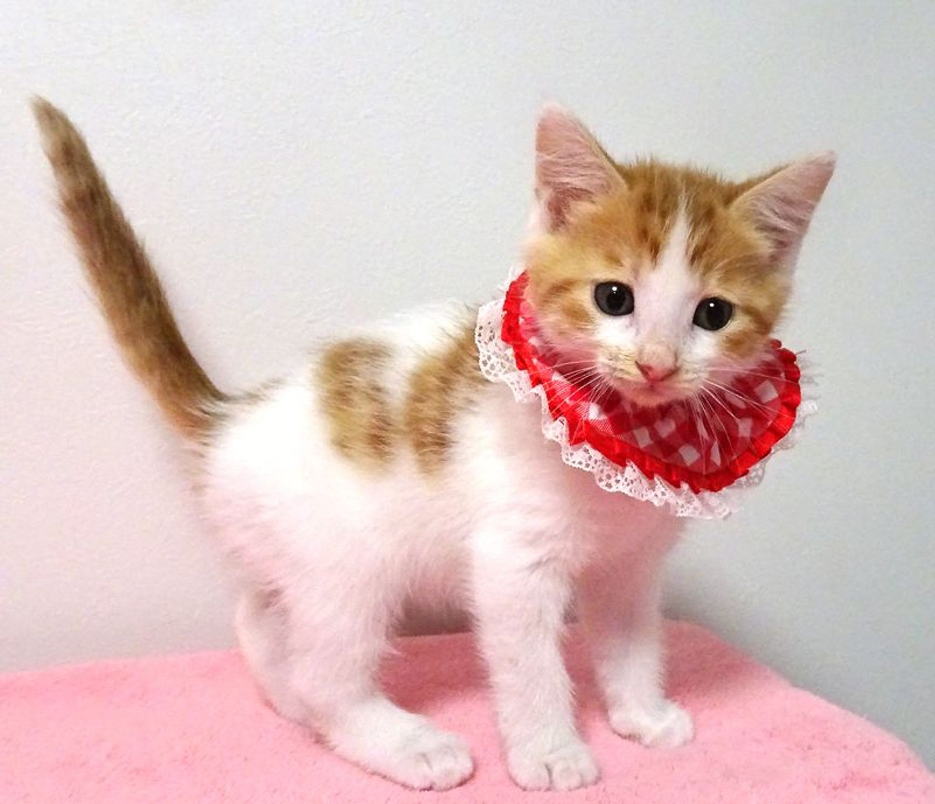 雑種（ミックス猫）・メスの里親募集の写真