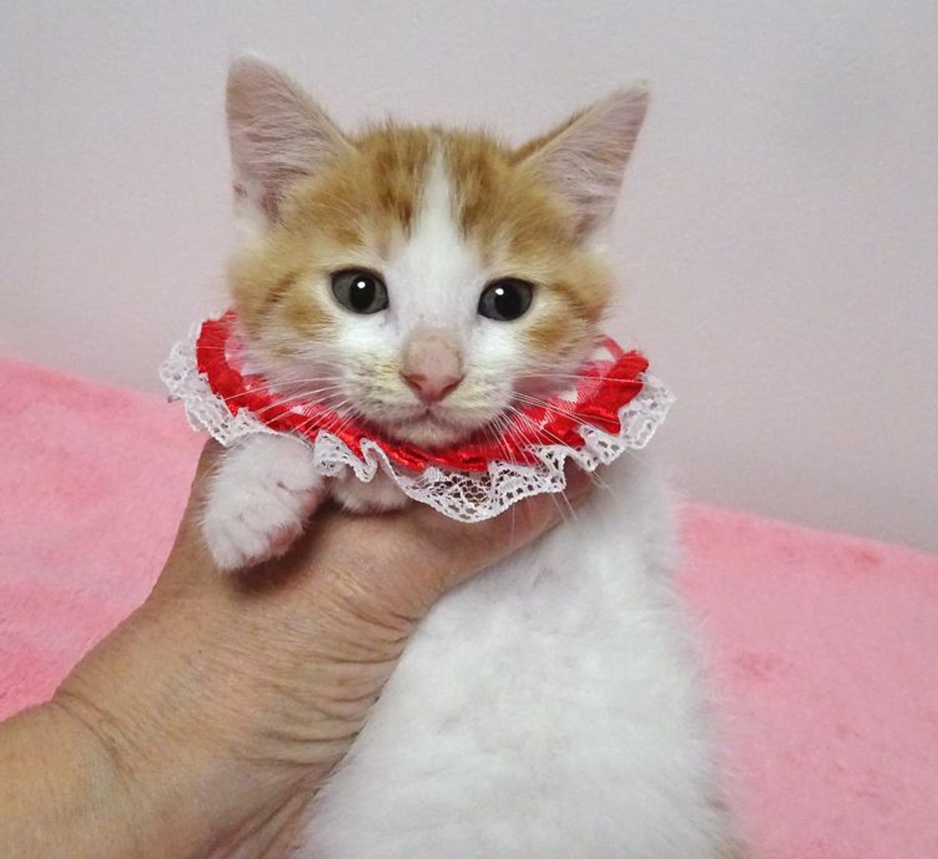 pet-image-2
