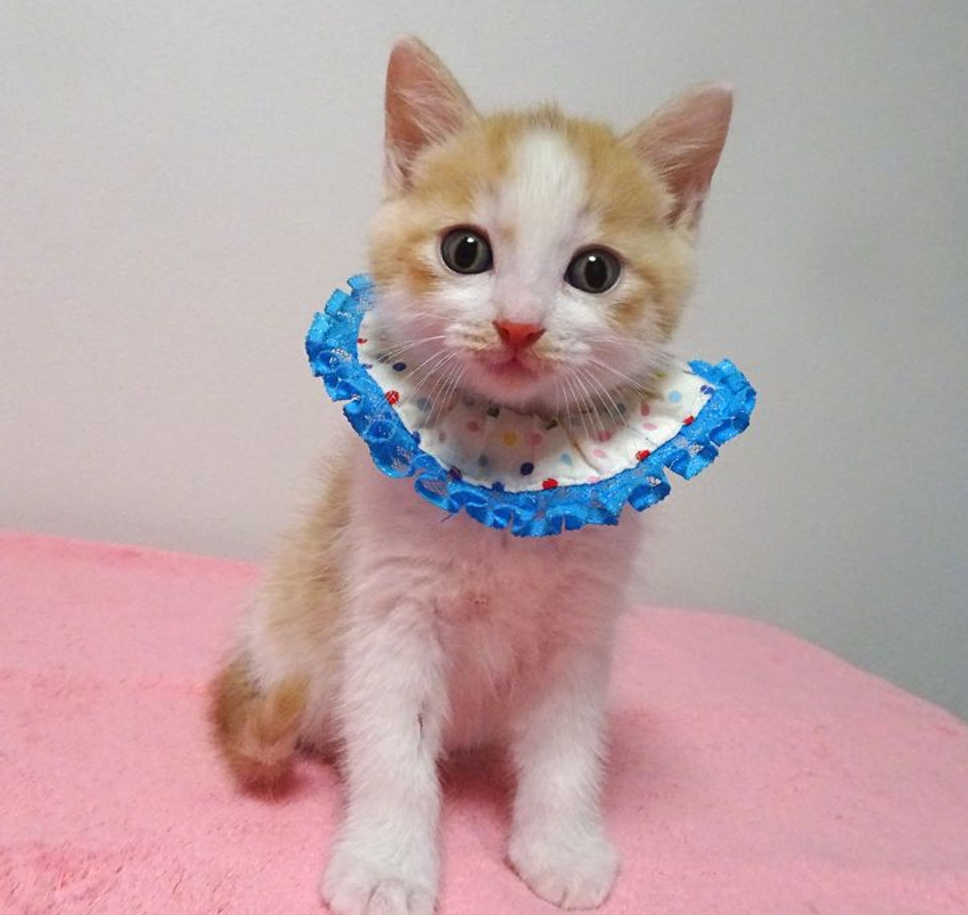 雑種（ミックス猫）・オスの里親募集の写真