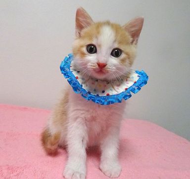 ピノくんの写真