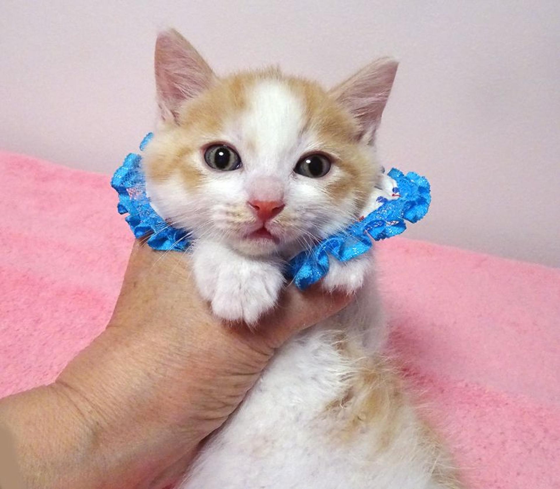 pet-image-2