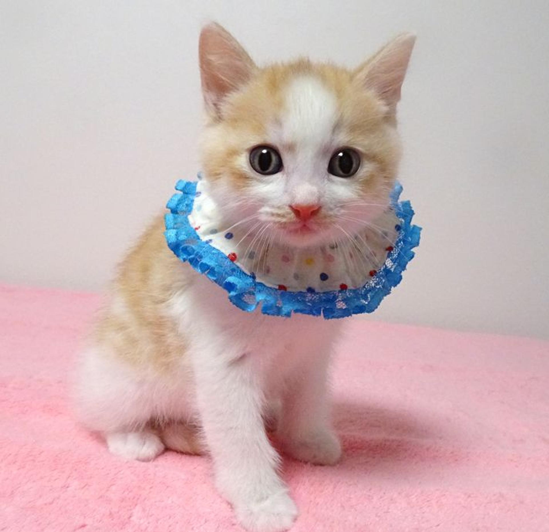 pet-image-4