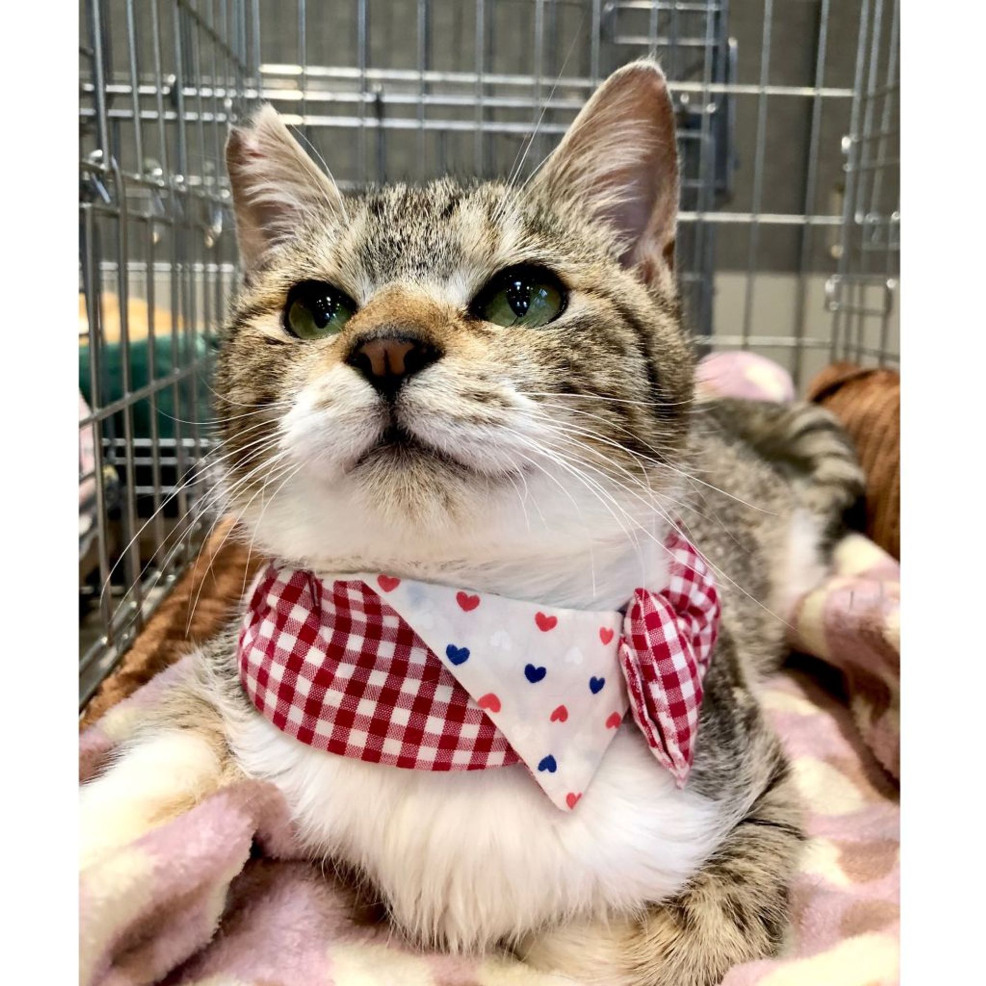 雑種（ミックス猫）・オスの里親募集の写真