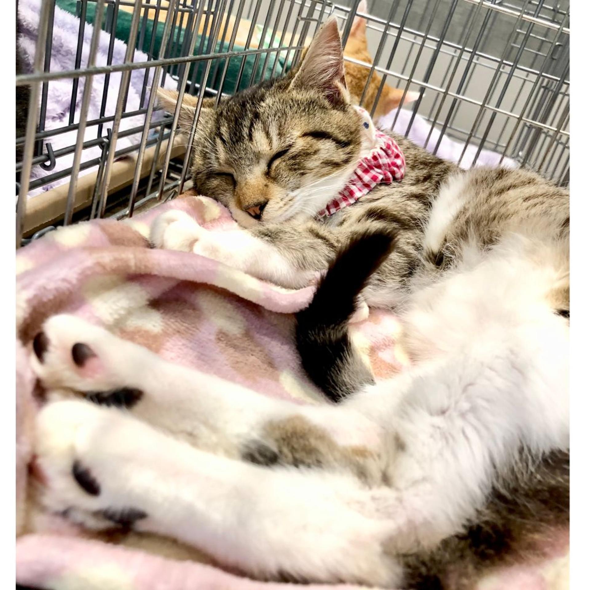 pet-image-2