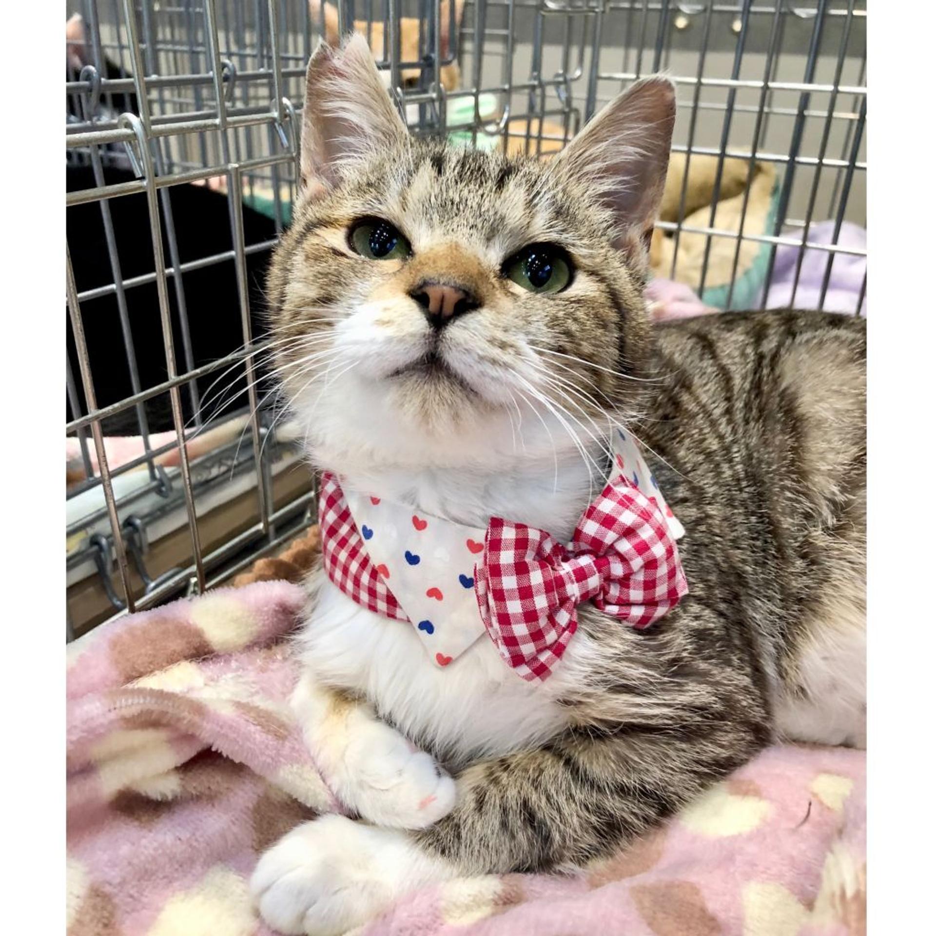 pet-image-3