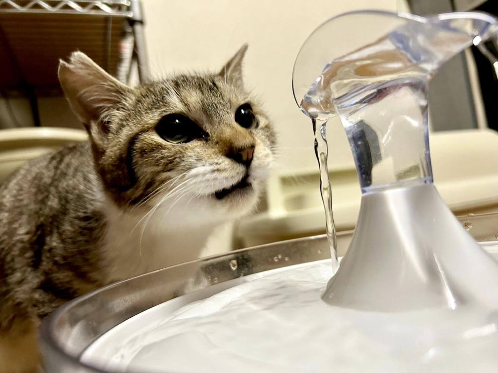 pet-image-6