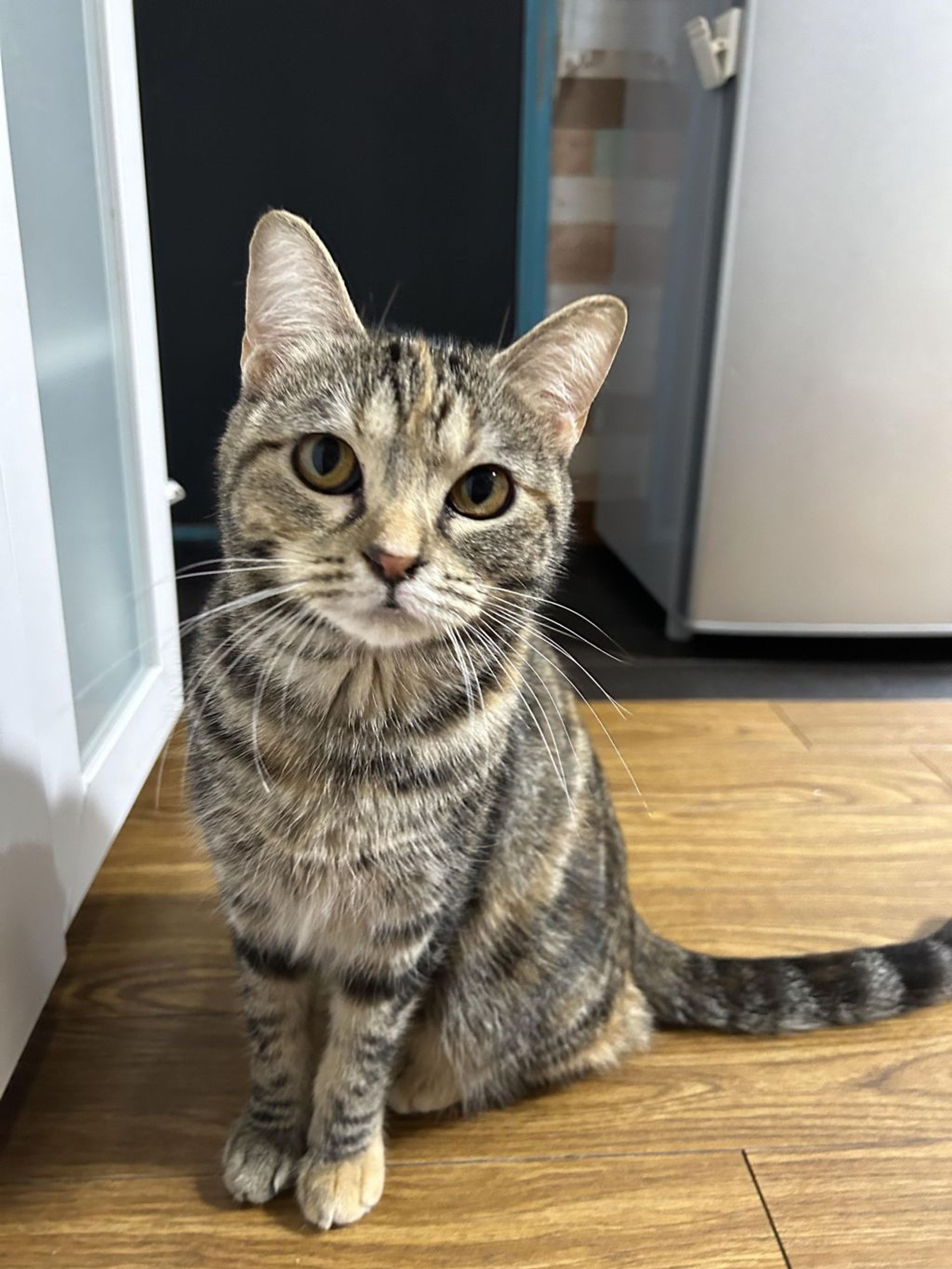 雑種（ミックス猫）・メスの里親募集の写真