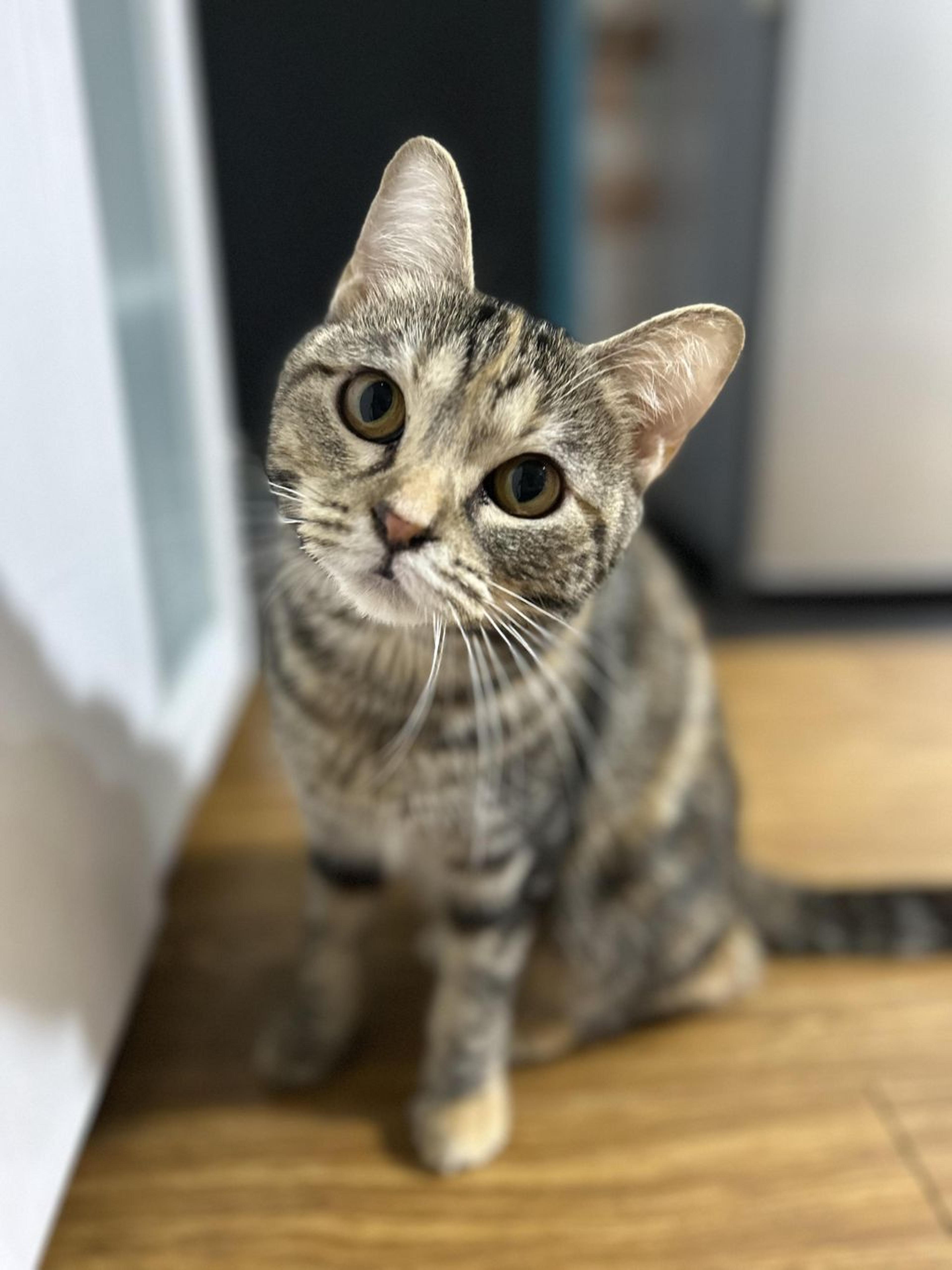 pet-image-3