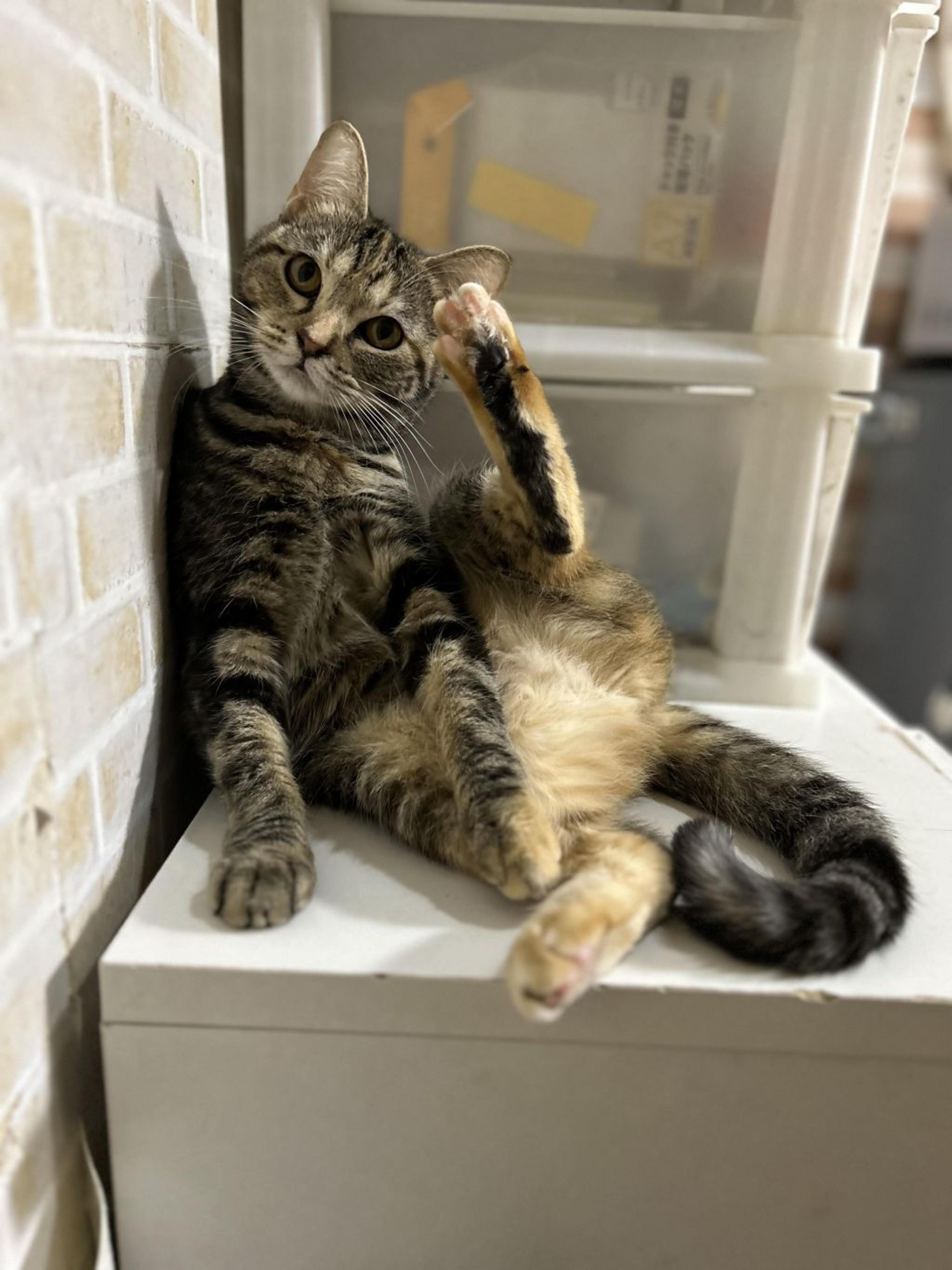 pet-image-5