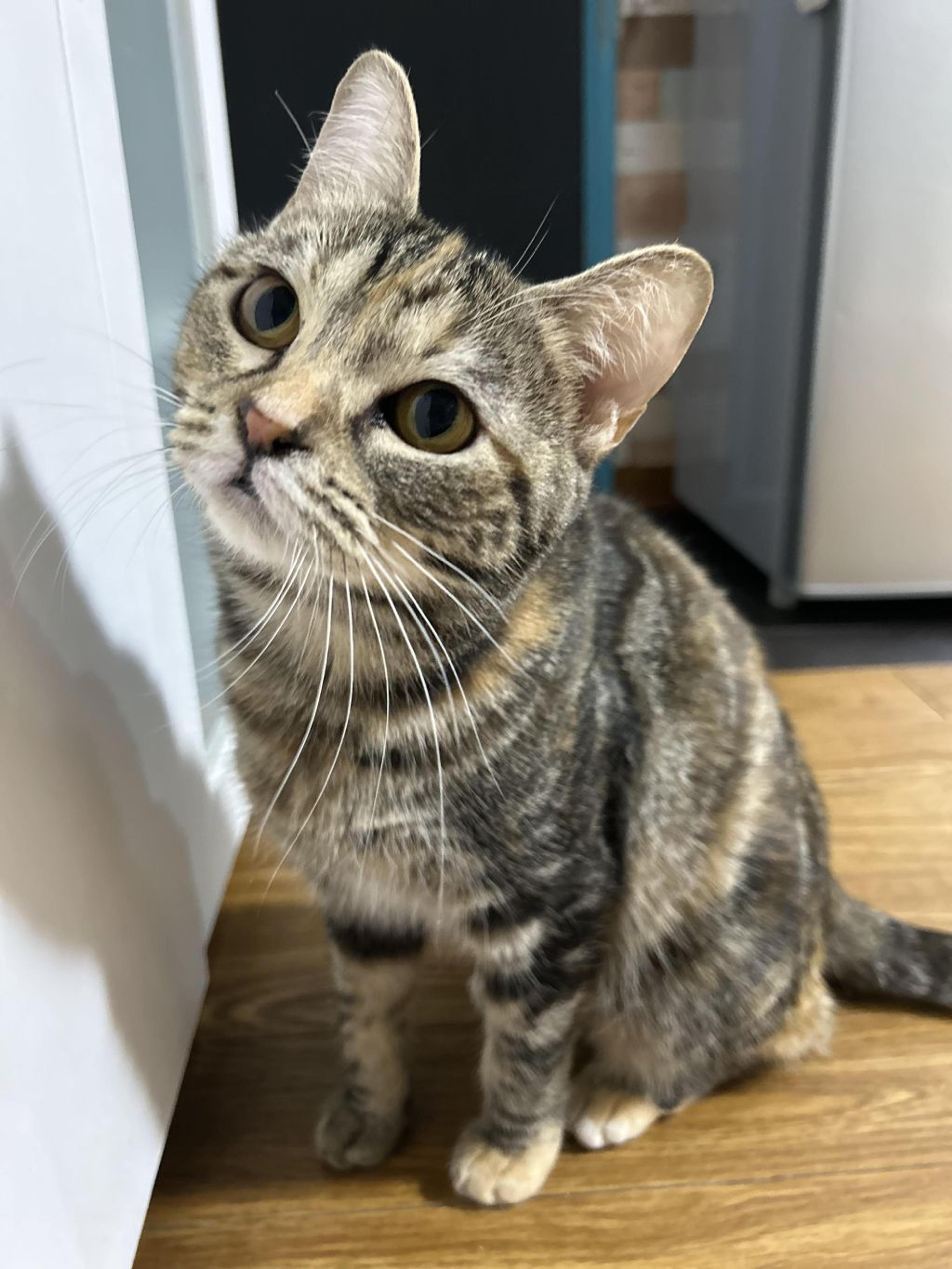pet-image-6