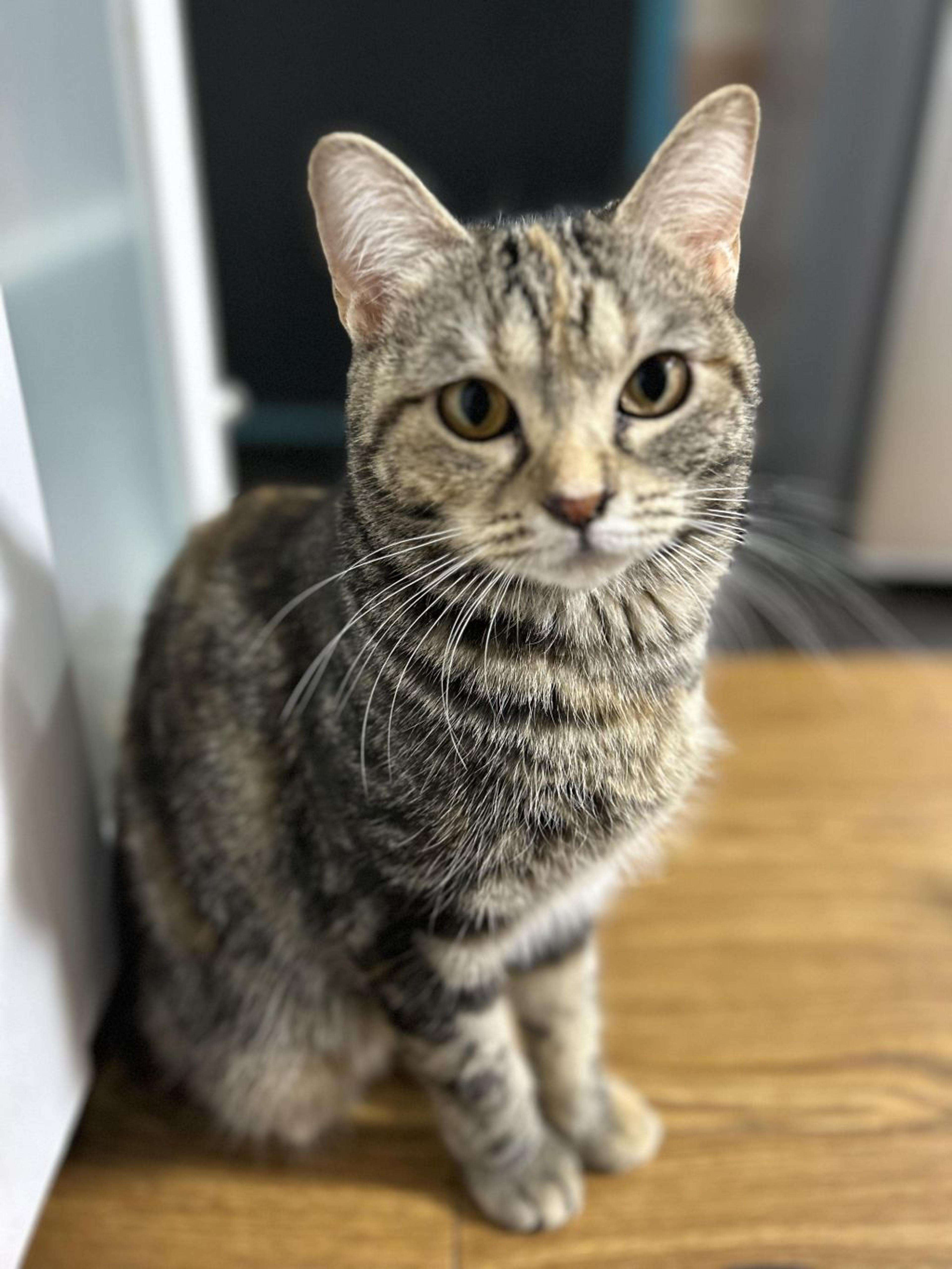 pet-image-7