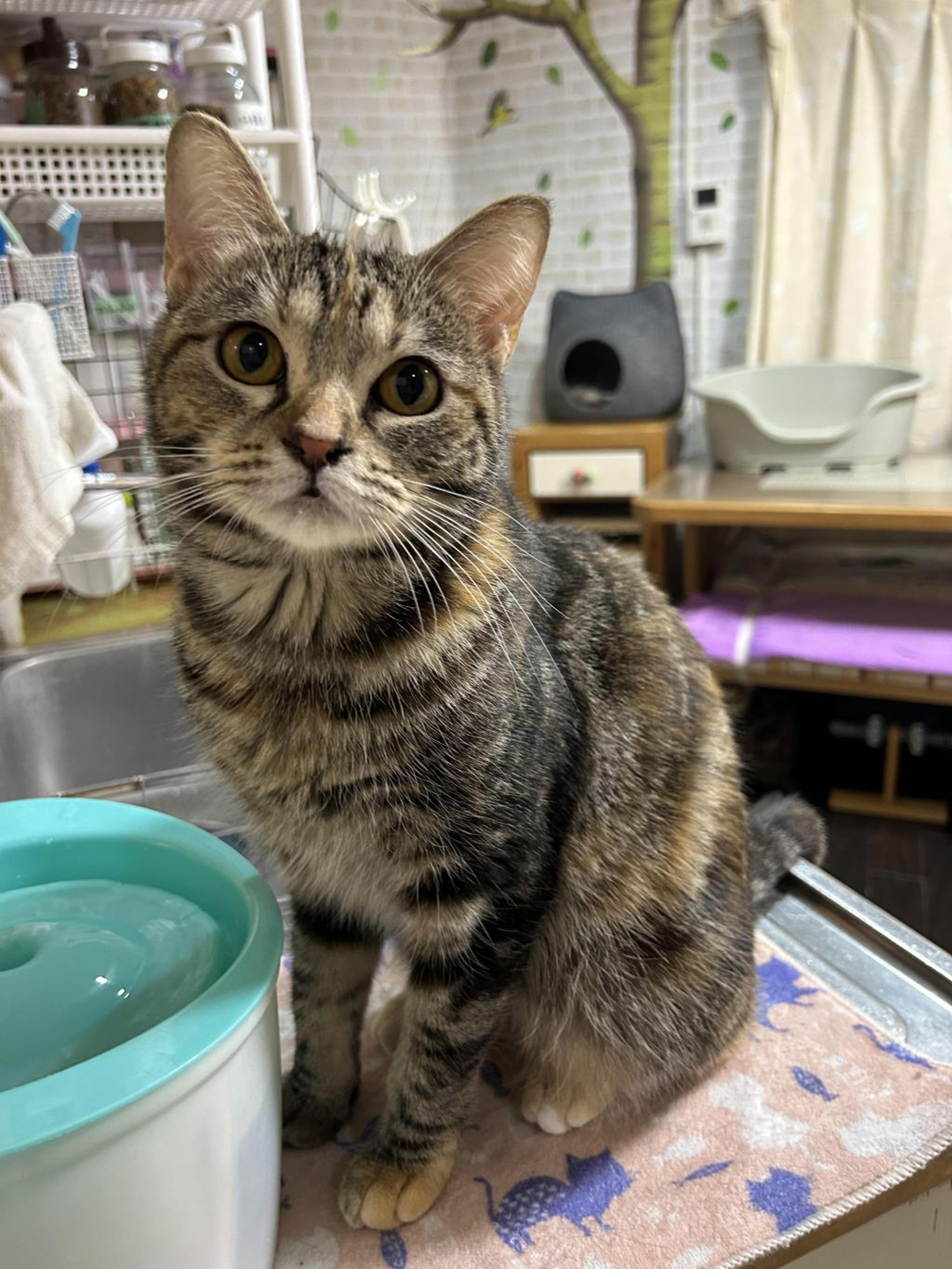 pet-image-8