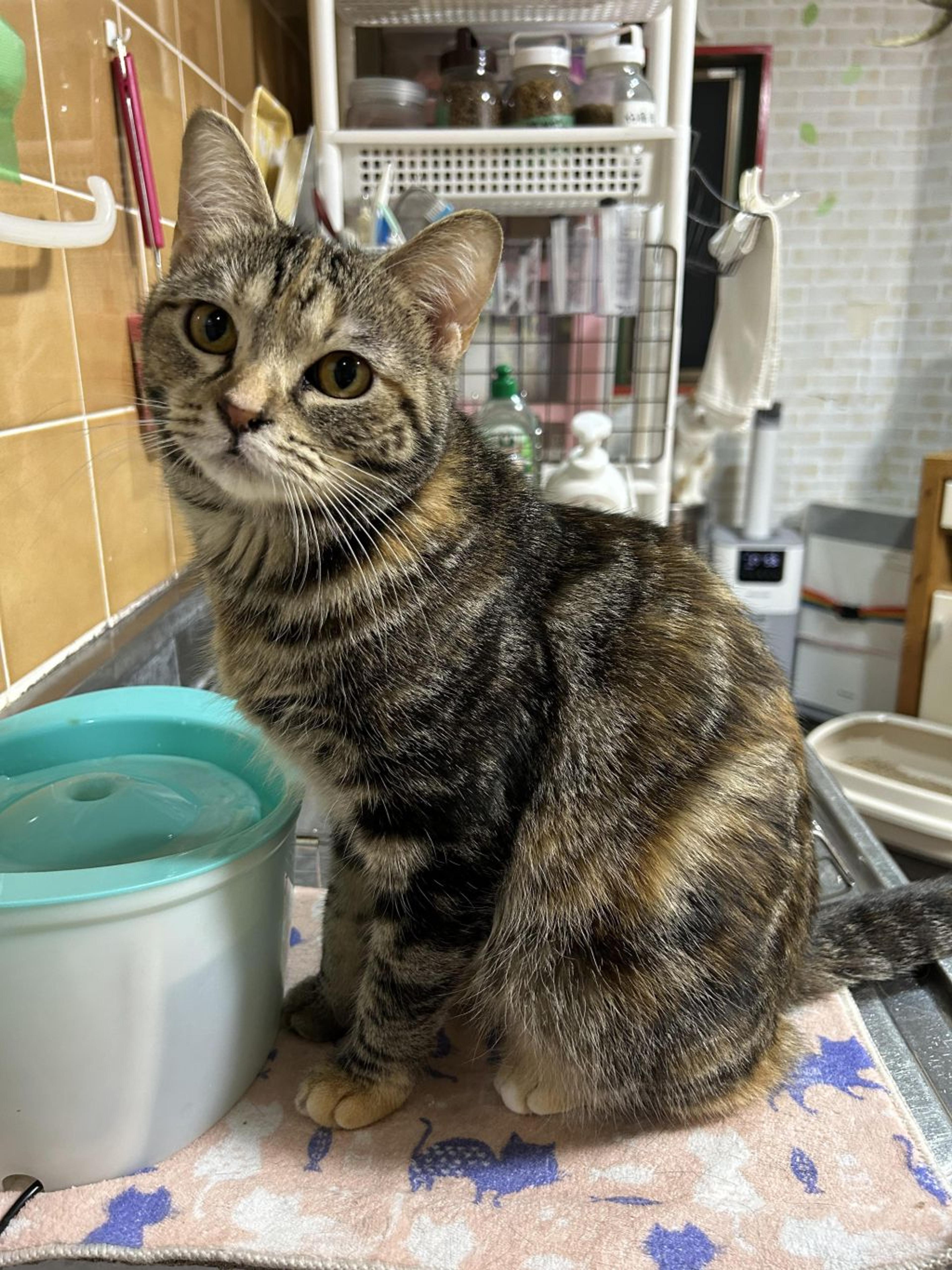 pet-image-9