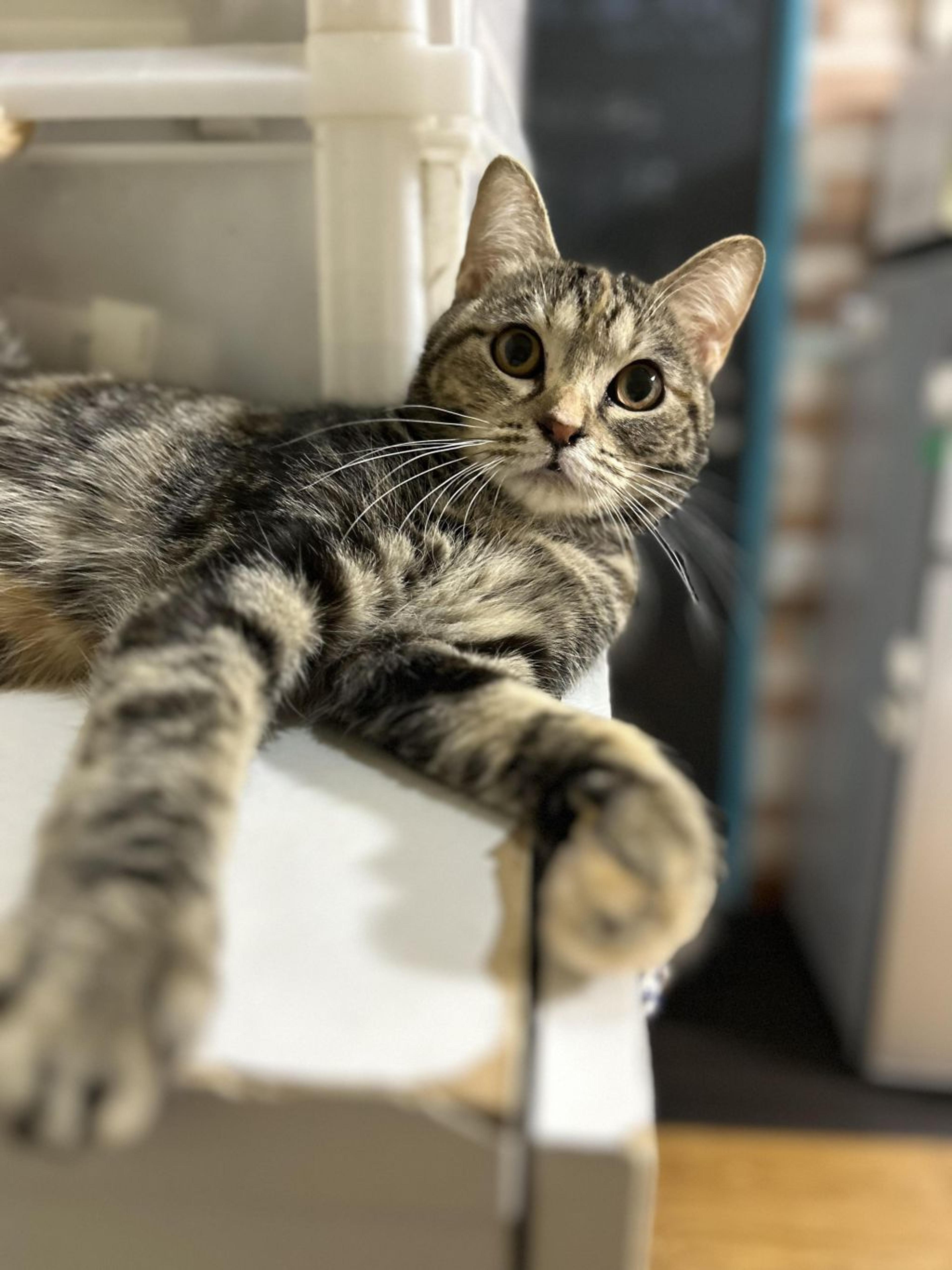pet-image-10