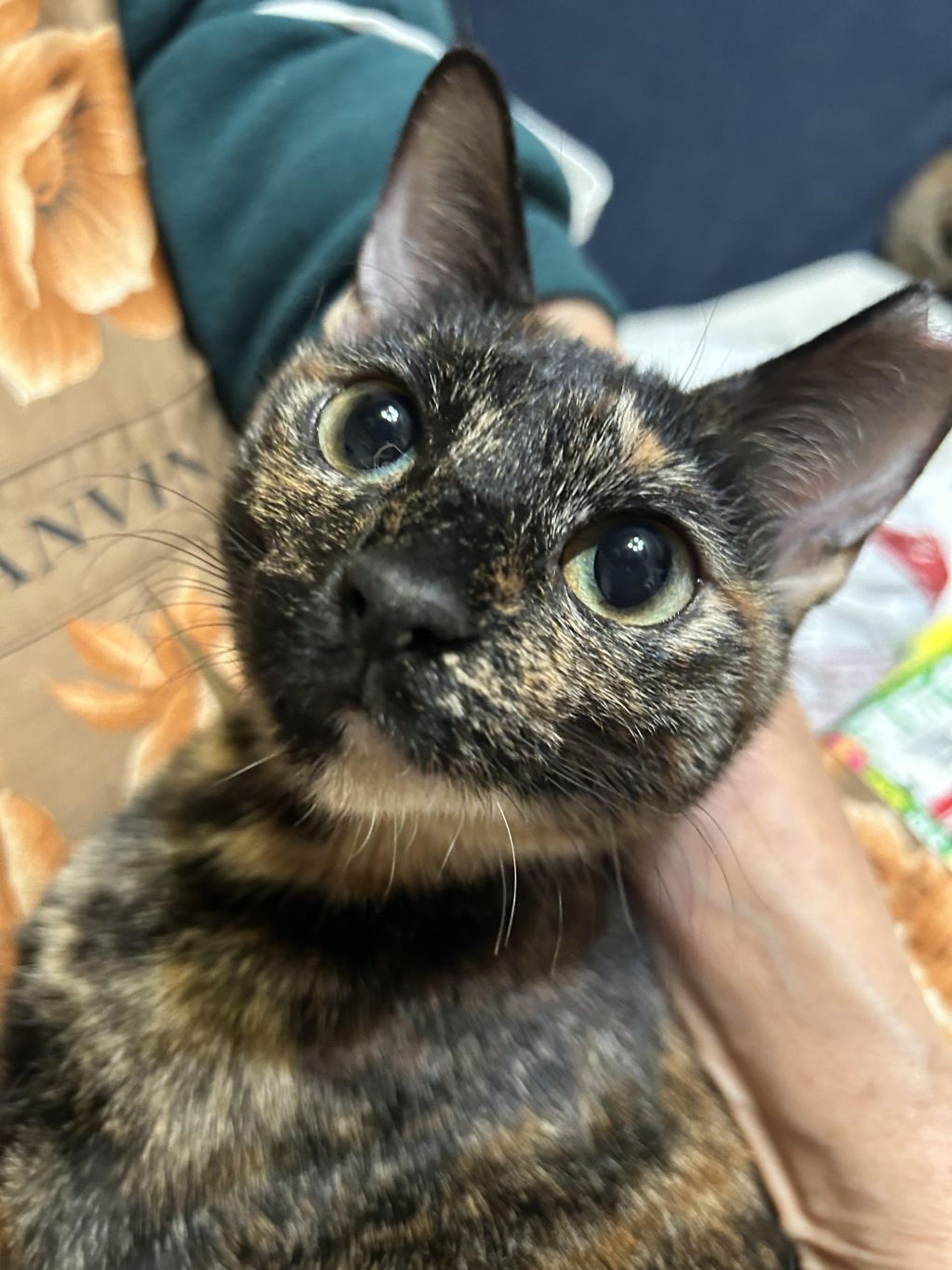 雑種（ミックス猫）・メスの里親募集の写真