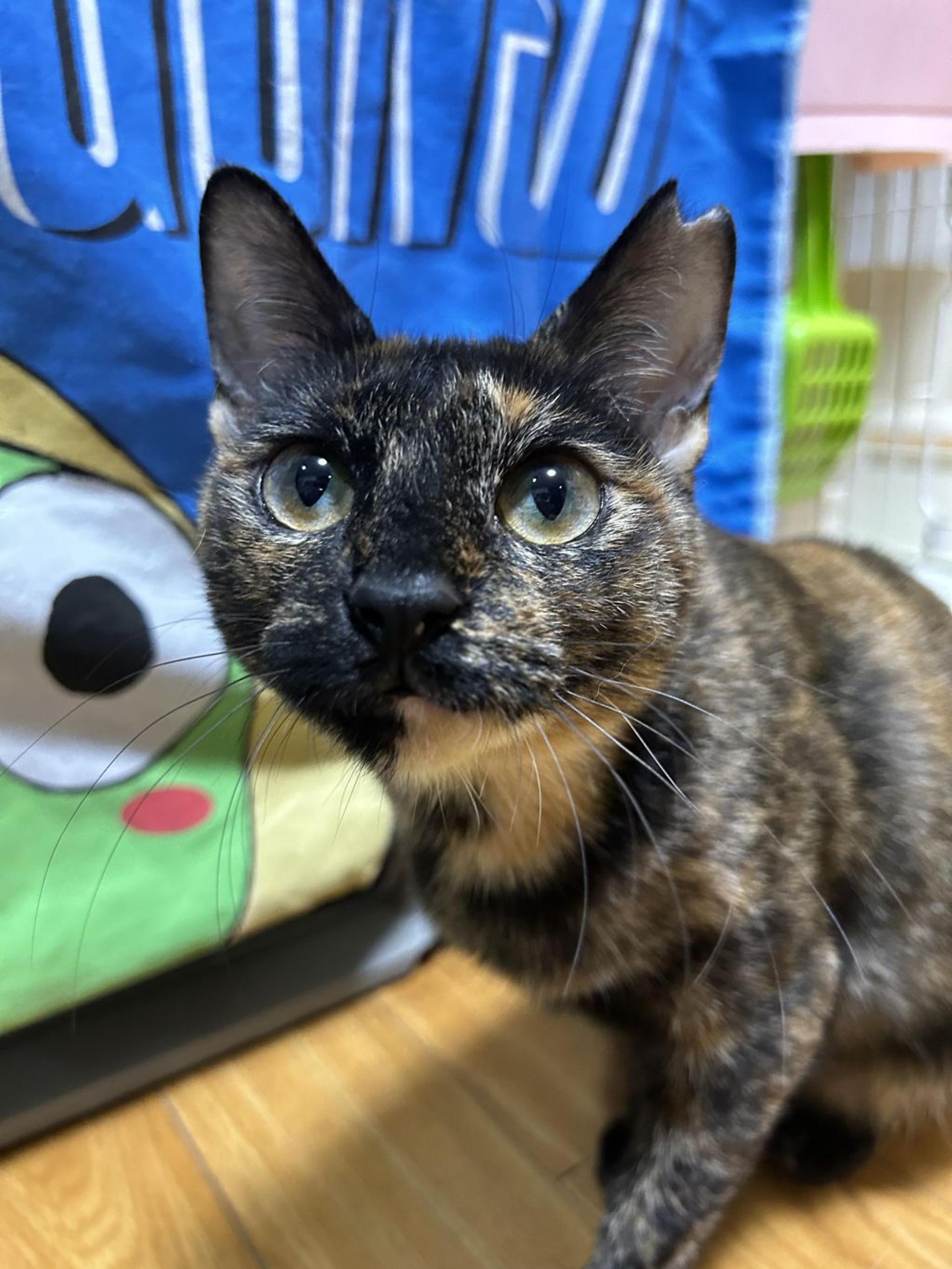 pet-image-3