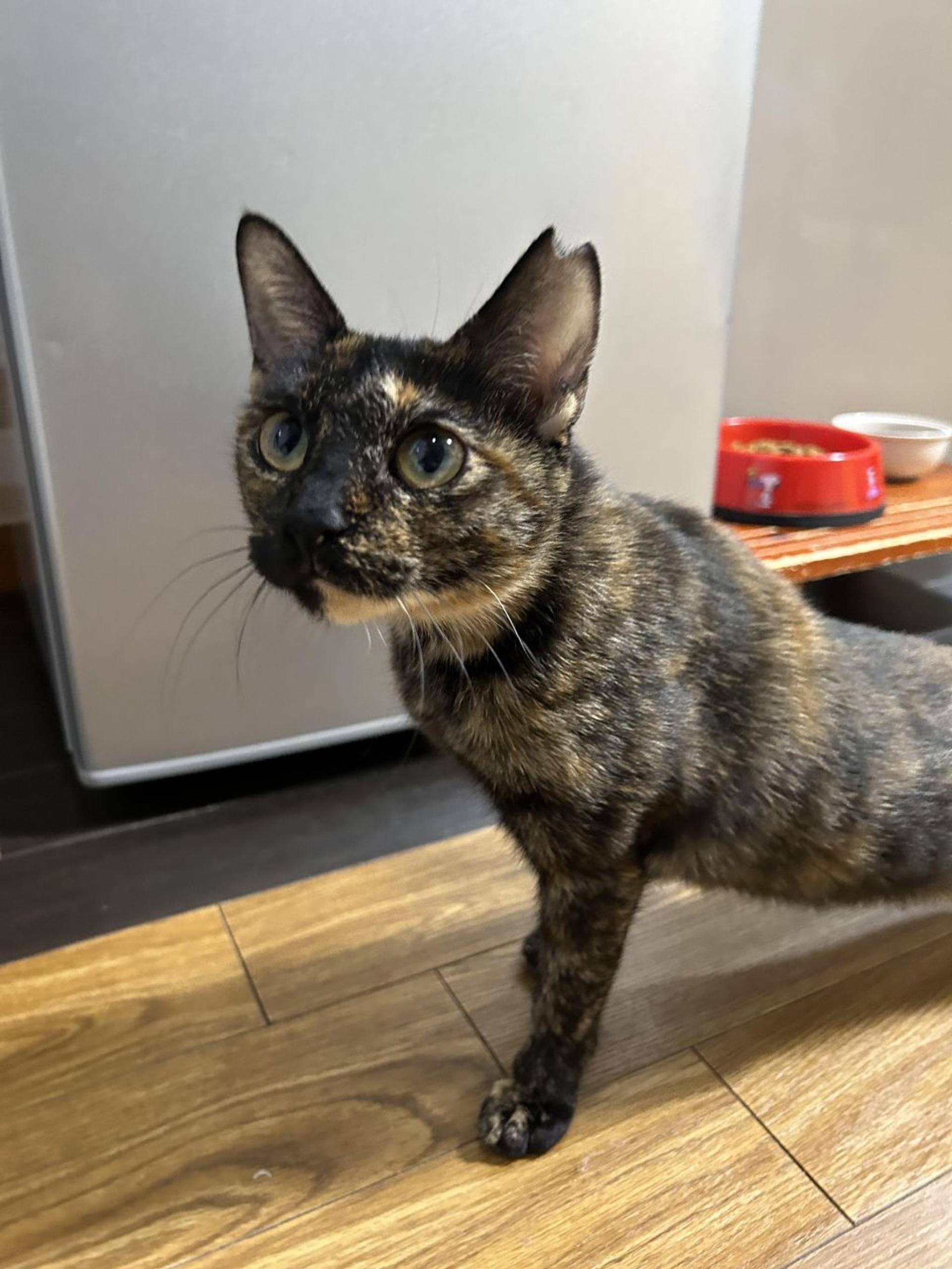 pet-image-5