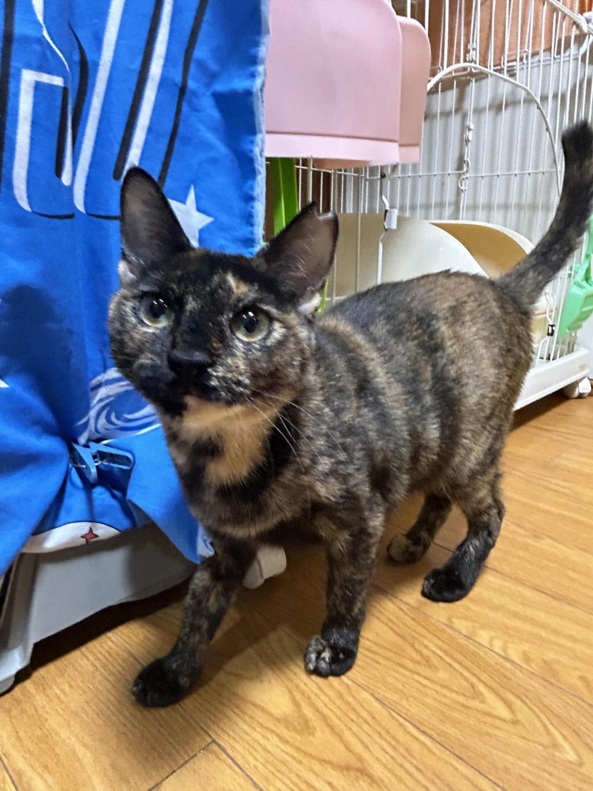 pet-image-8
