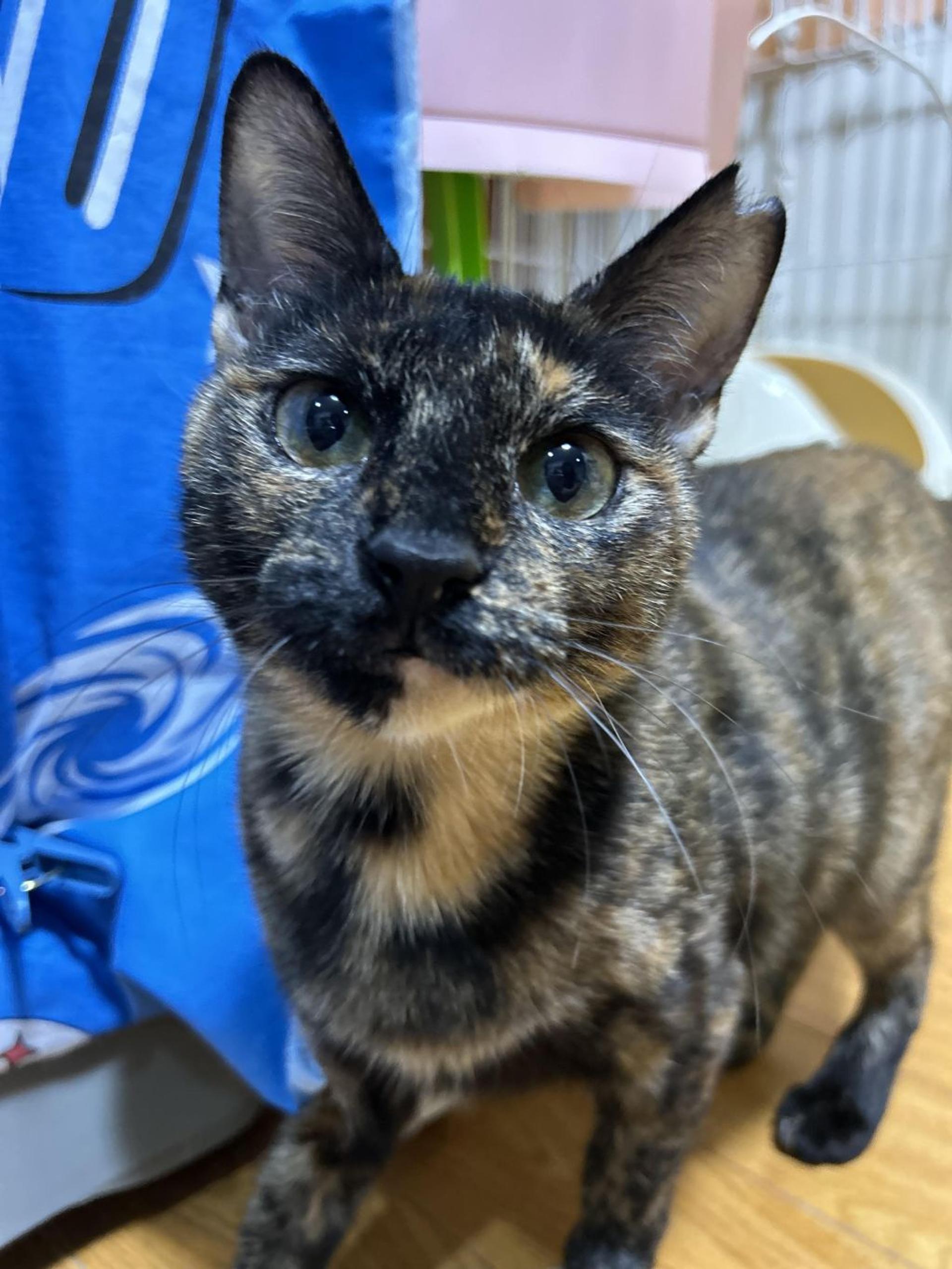 pet-image-9