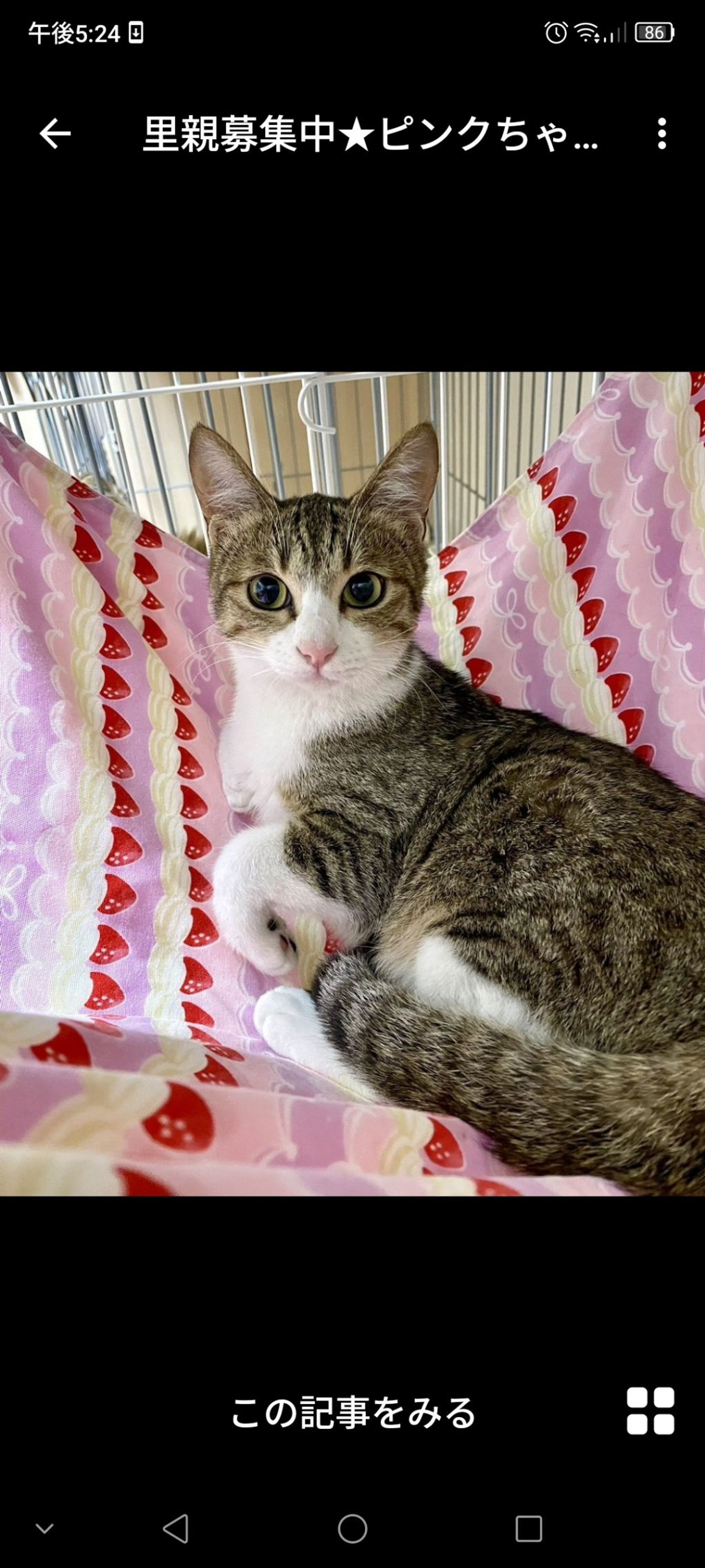 雑種（ミックス猫）・メスの里親募集の写真