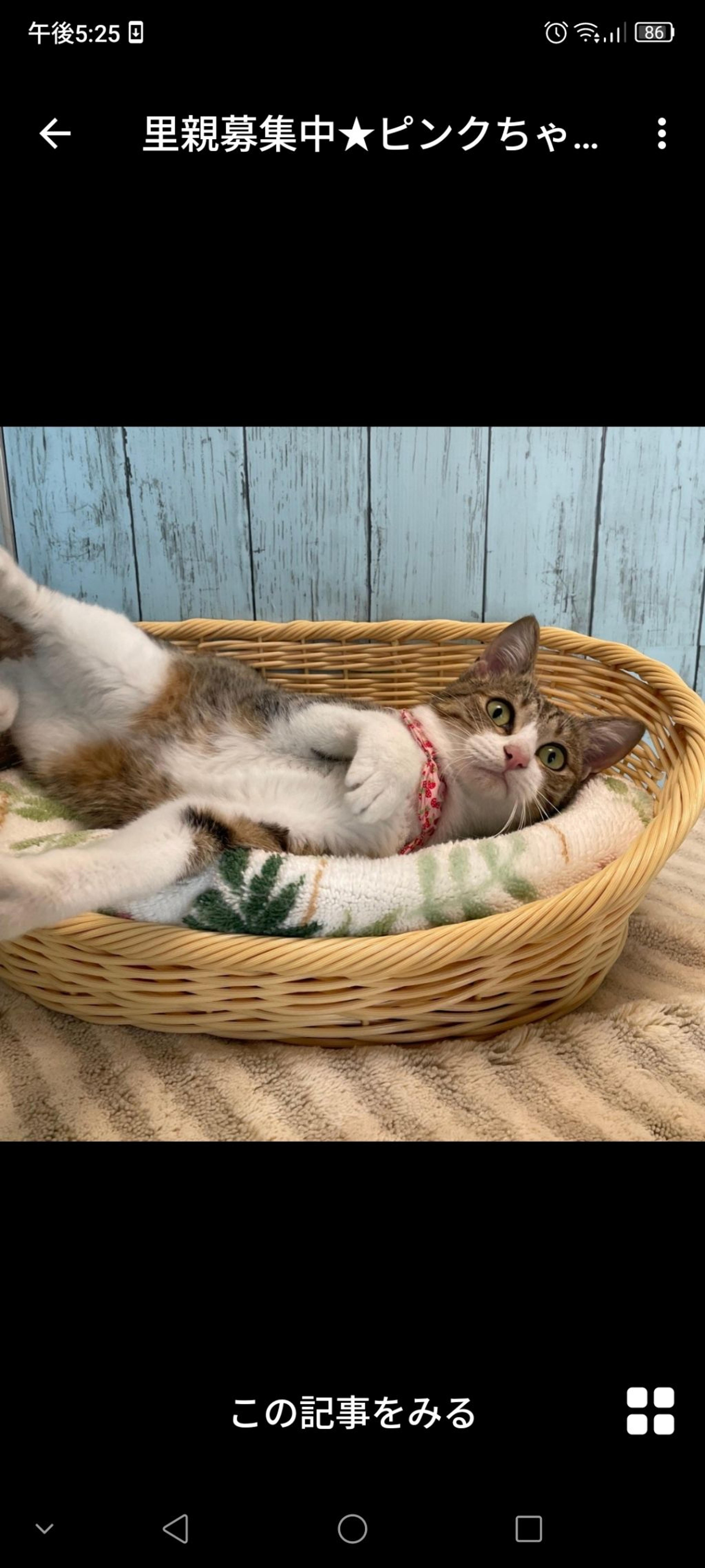 pet-image-3