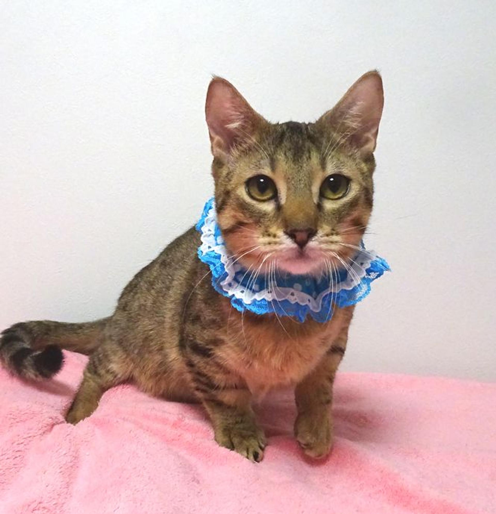 pet-image-3