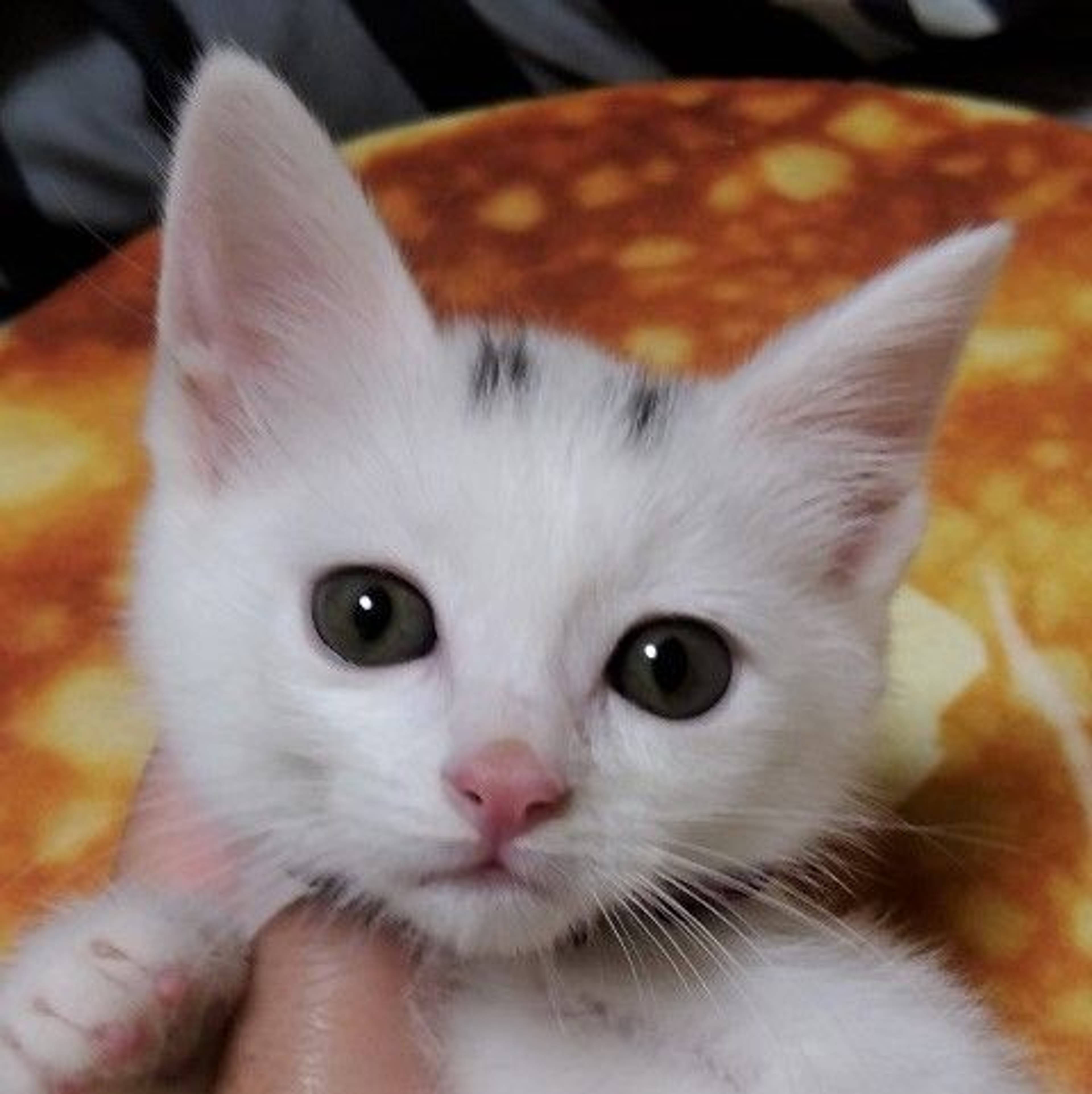 雑種（ミックス猫）・メスの里親募集の写真