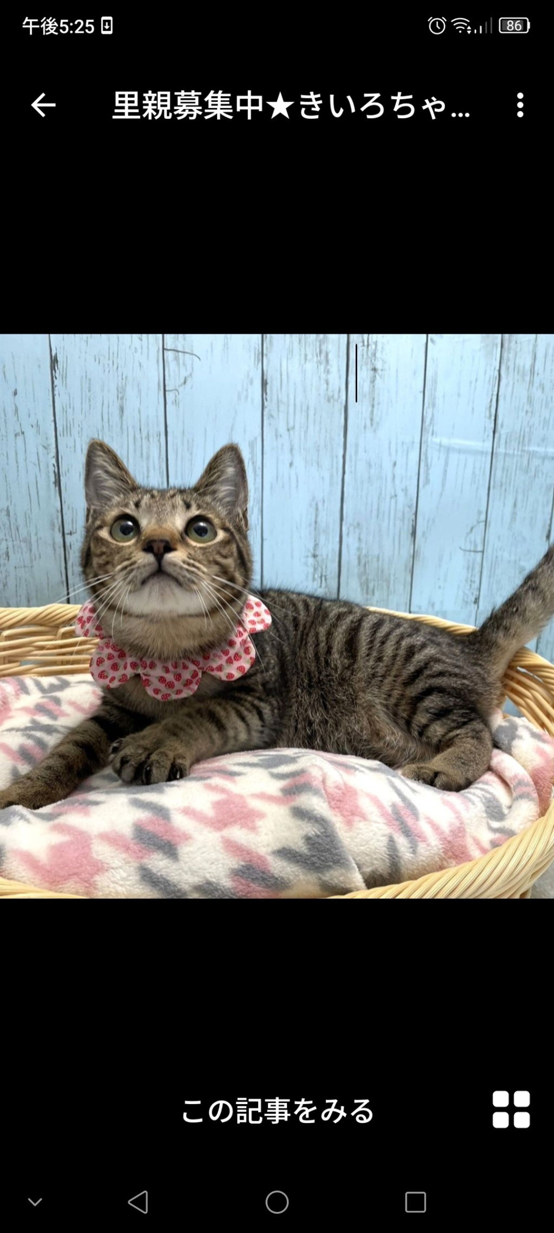雑種（ミックス猫）・メスの里親募集の写真