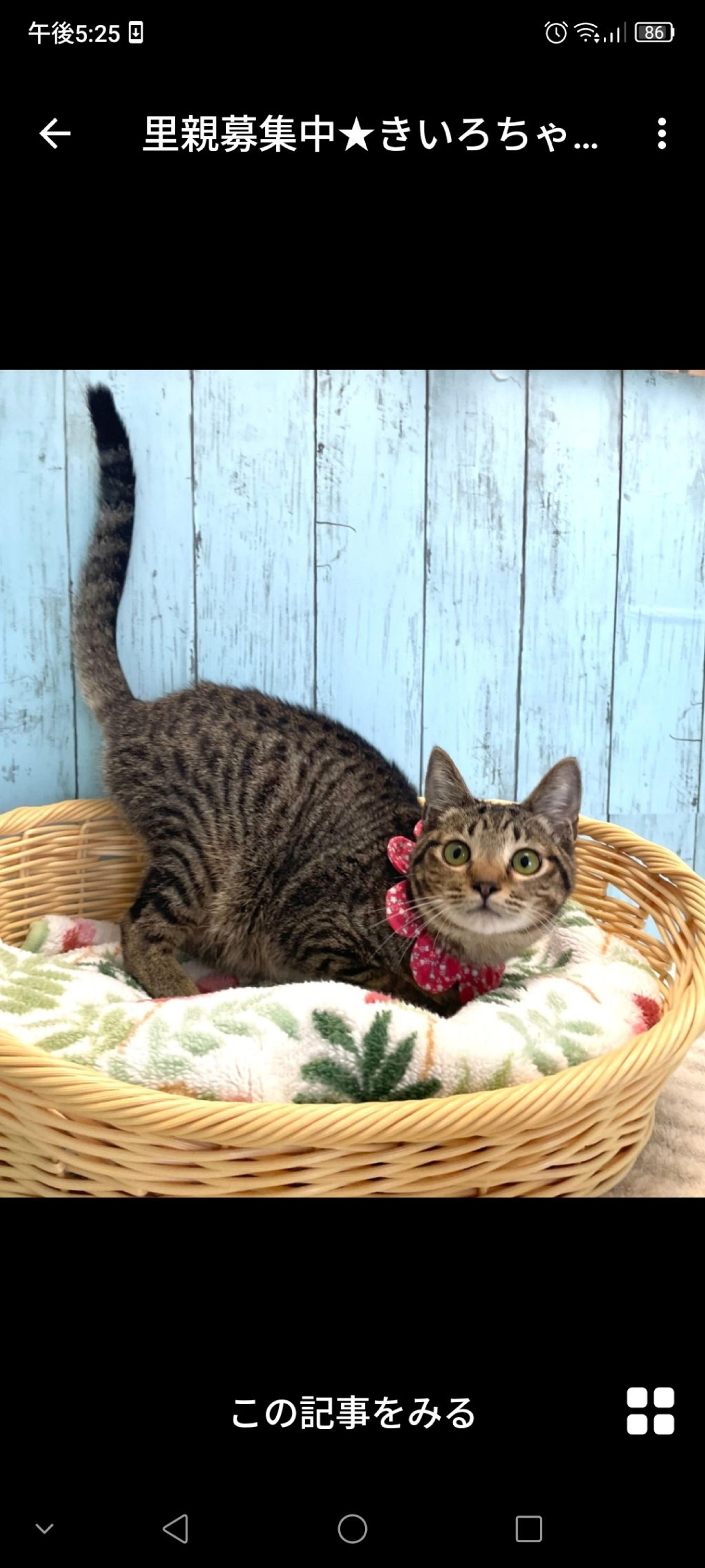 pet-image-2