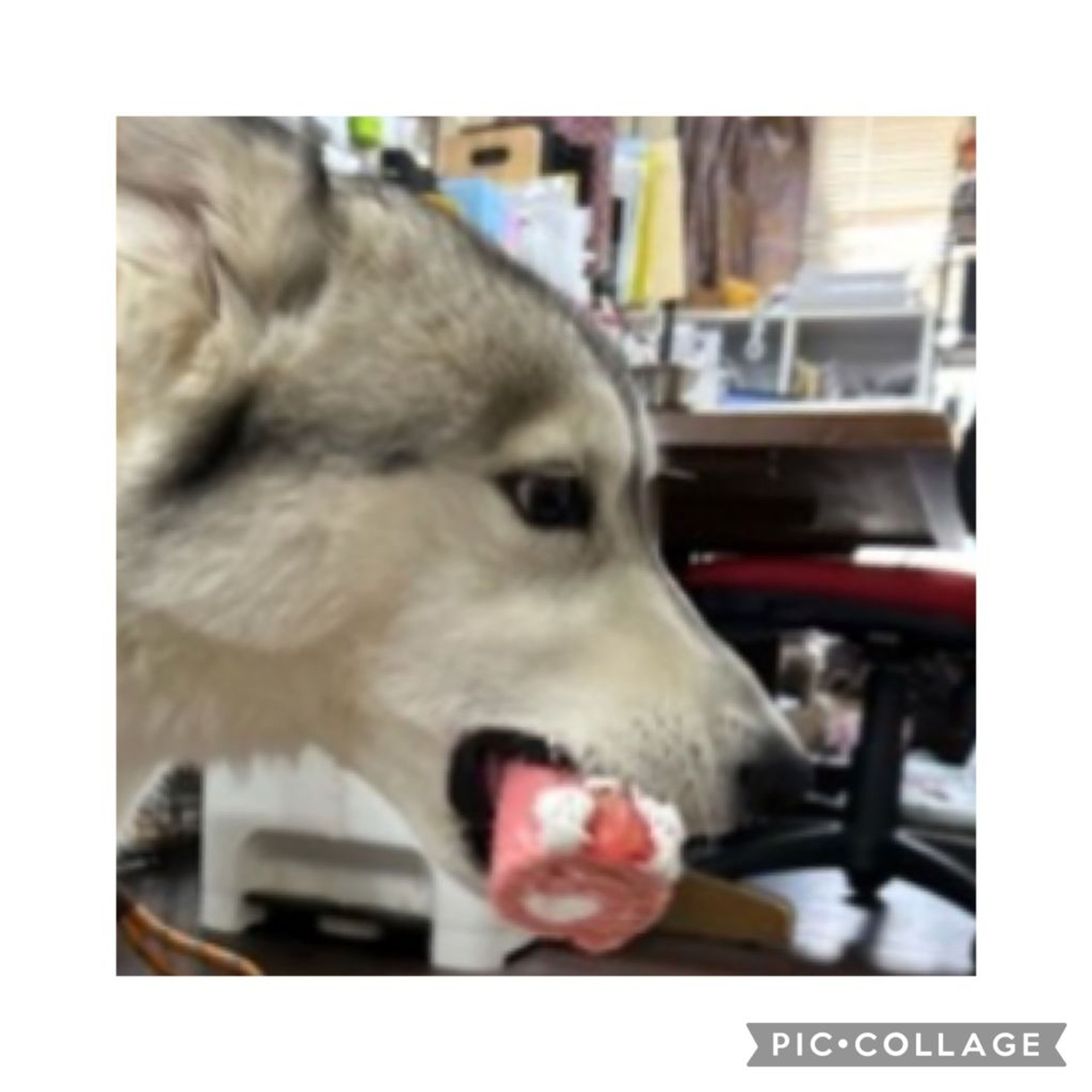 pet-image-5
