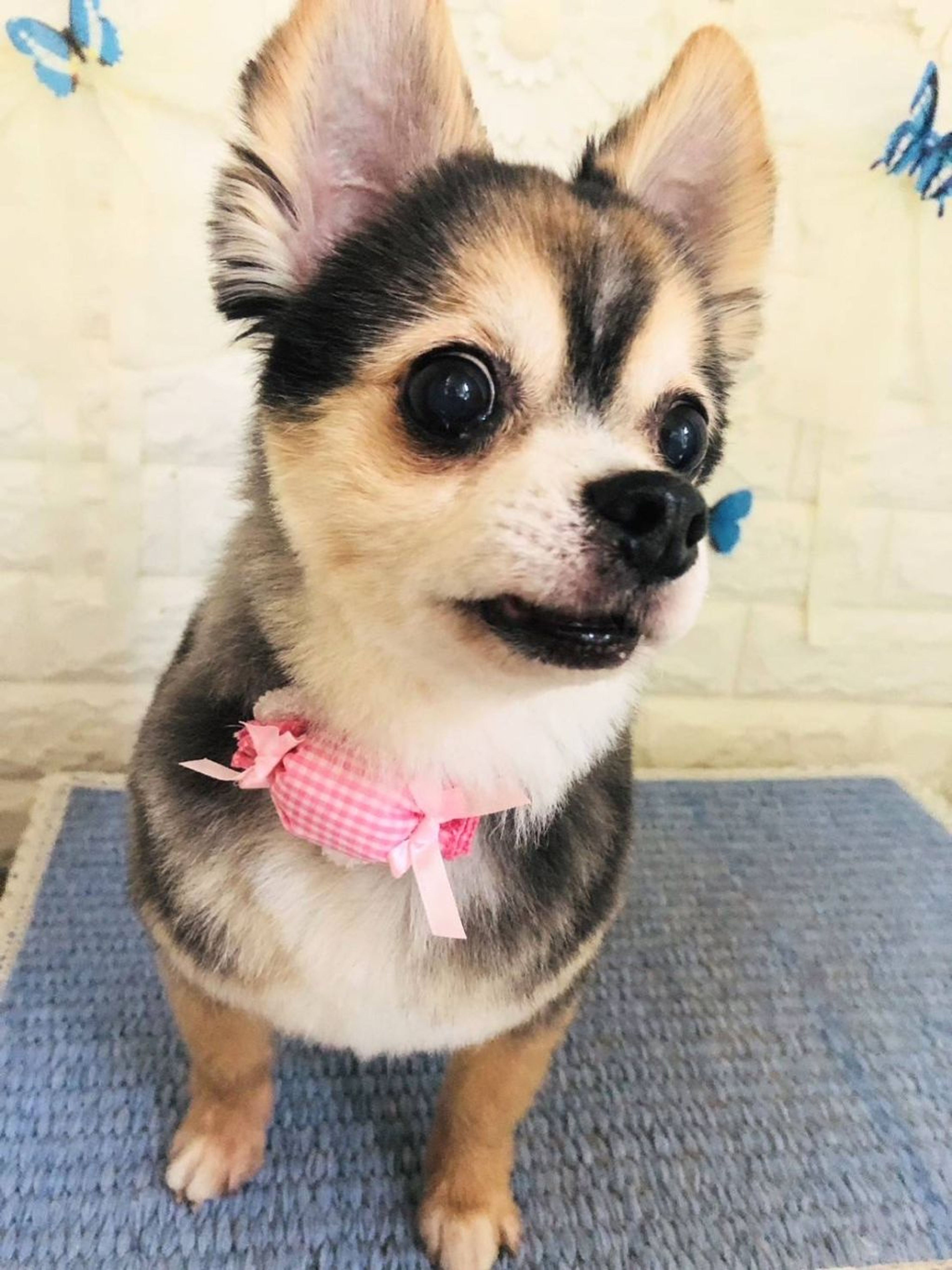 pet-image-2