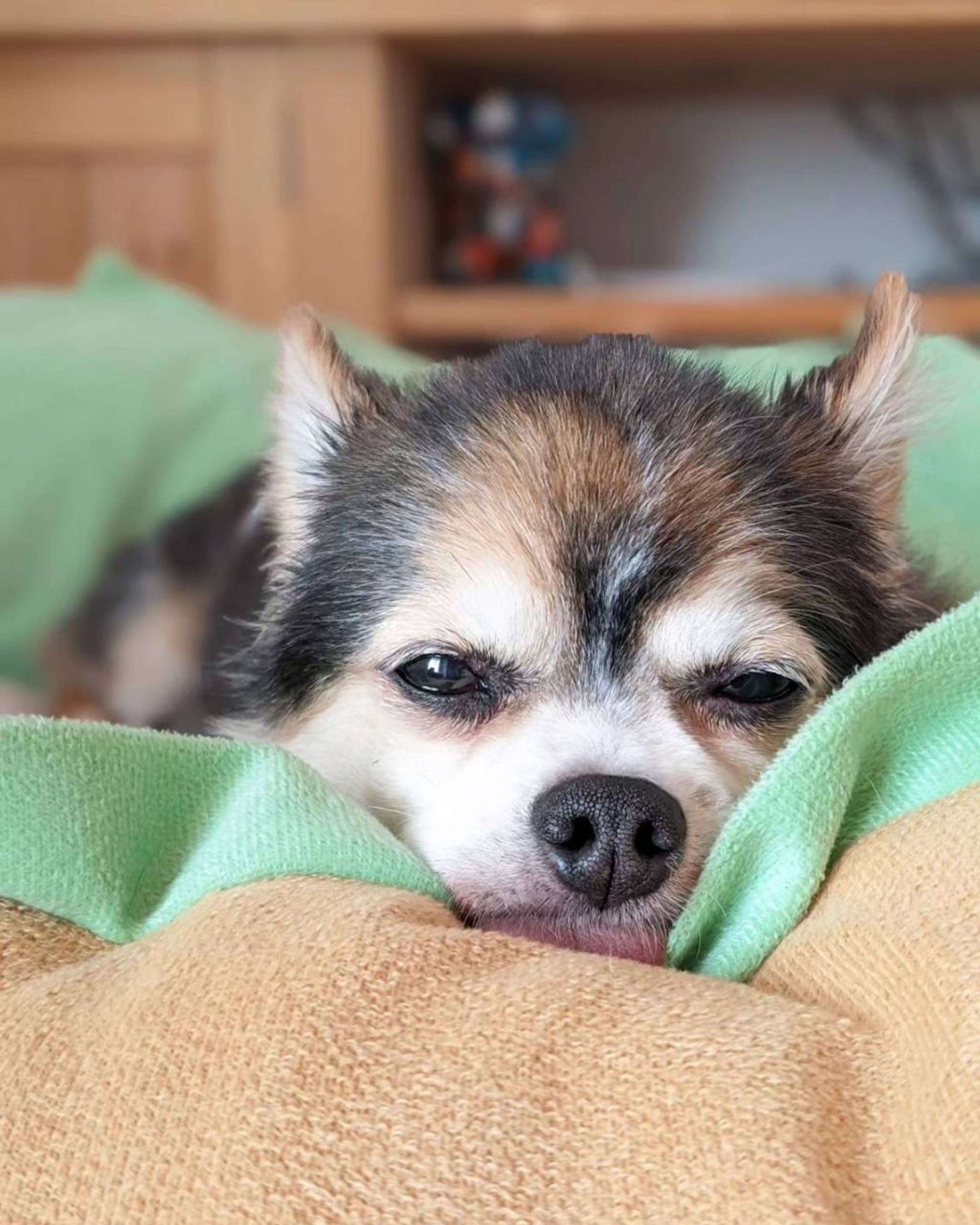 pet-image-3