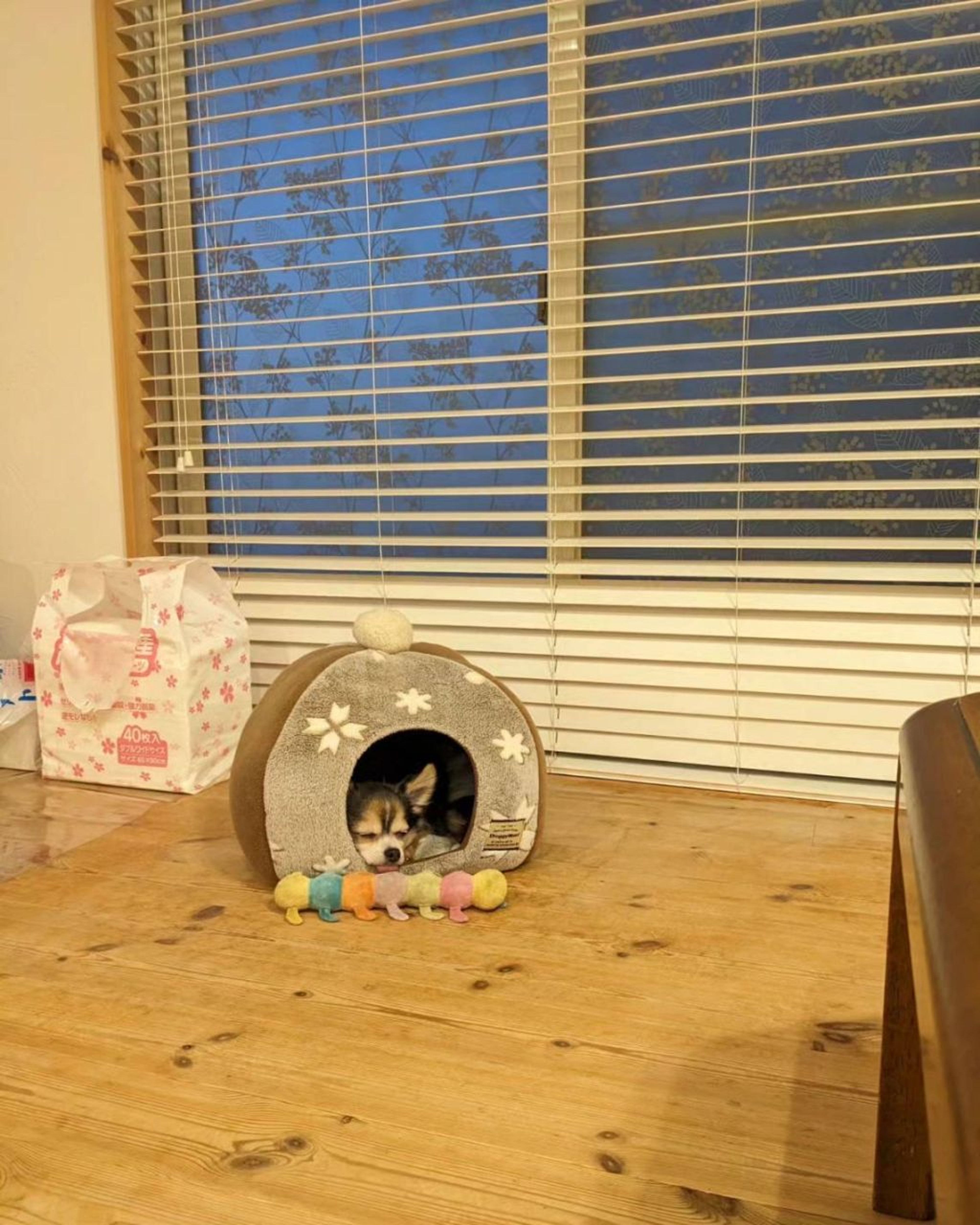 pet-image-5