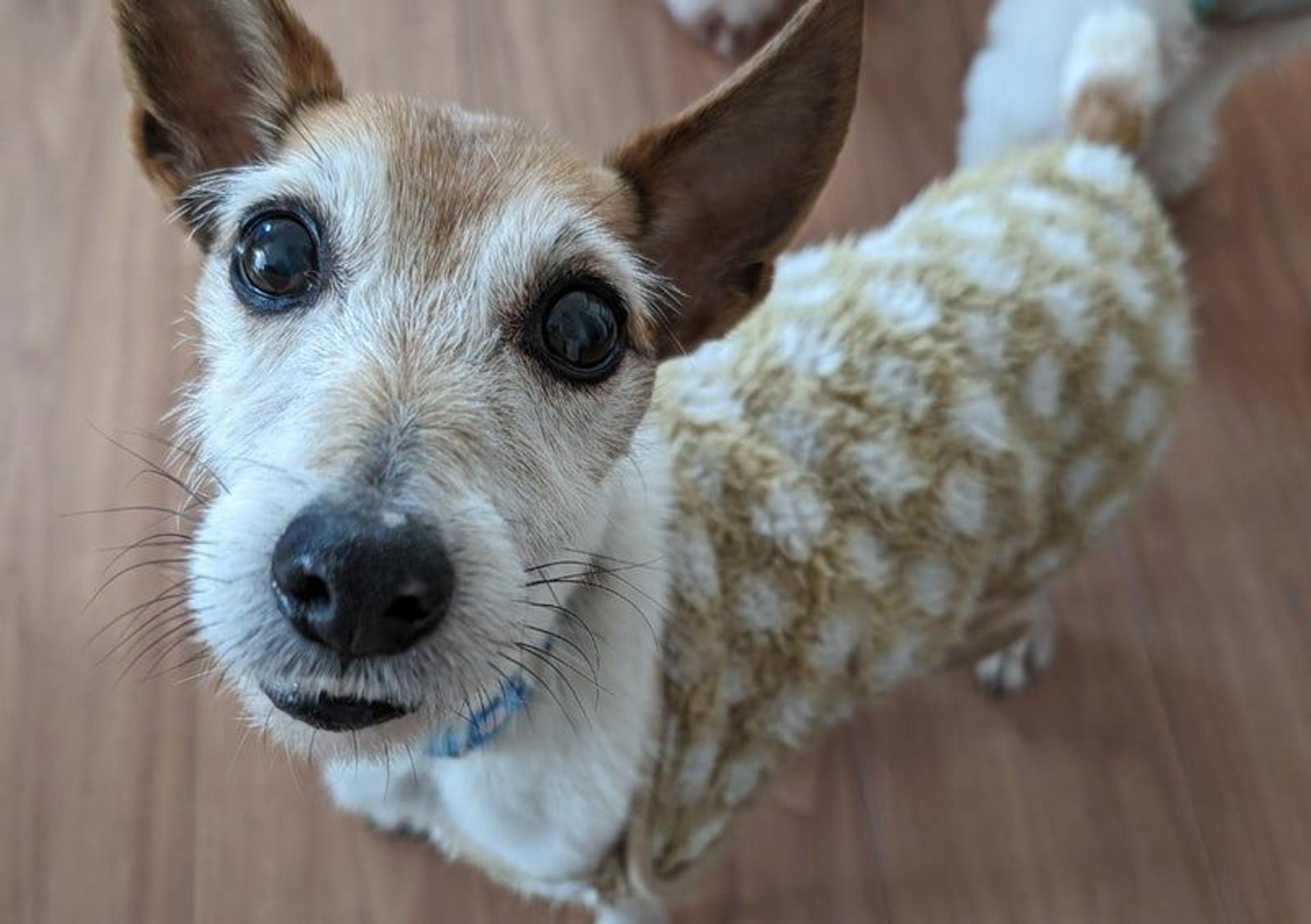 pet-image-3