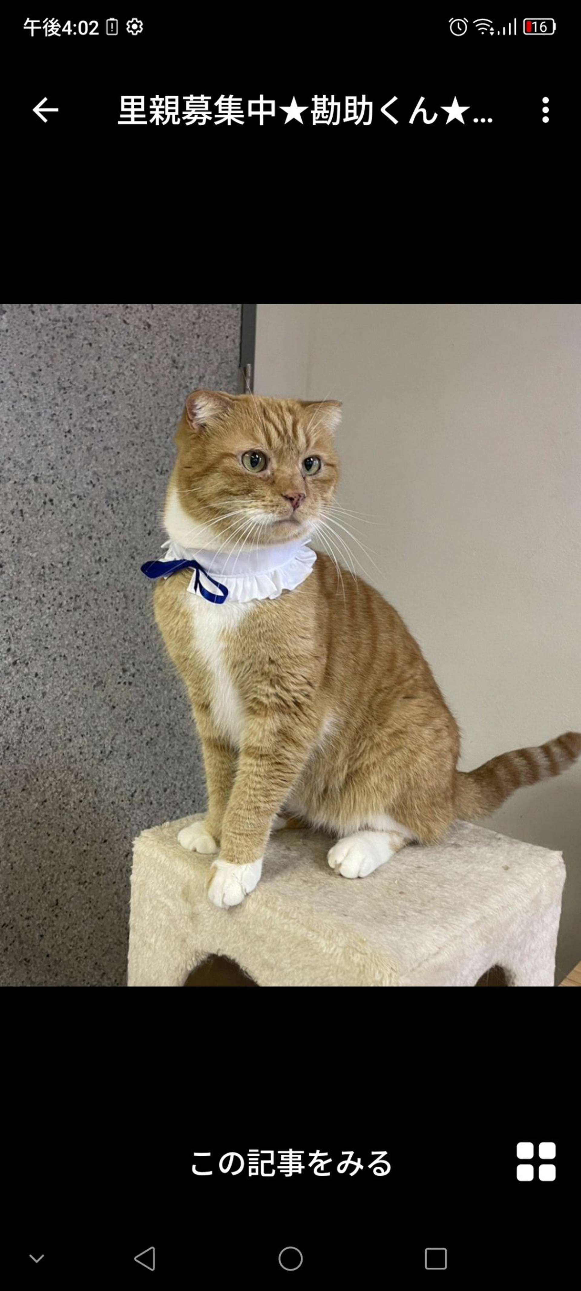 雑種（ミックス猫）・オスの里親募集の写真