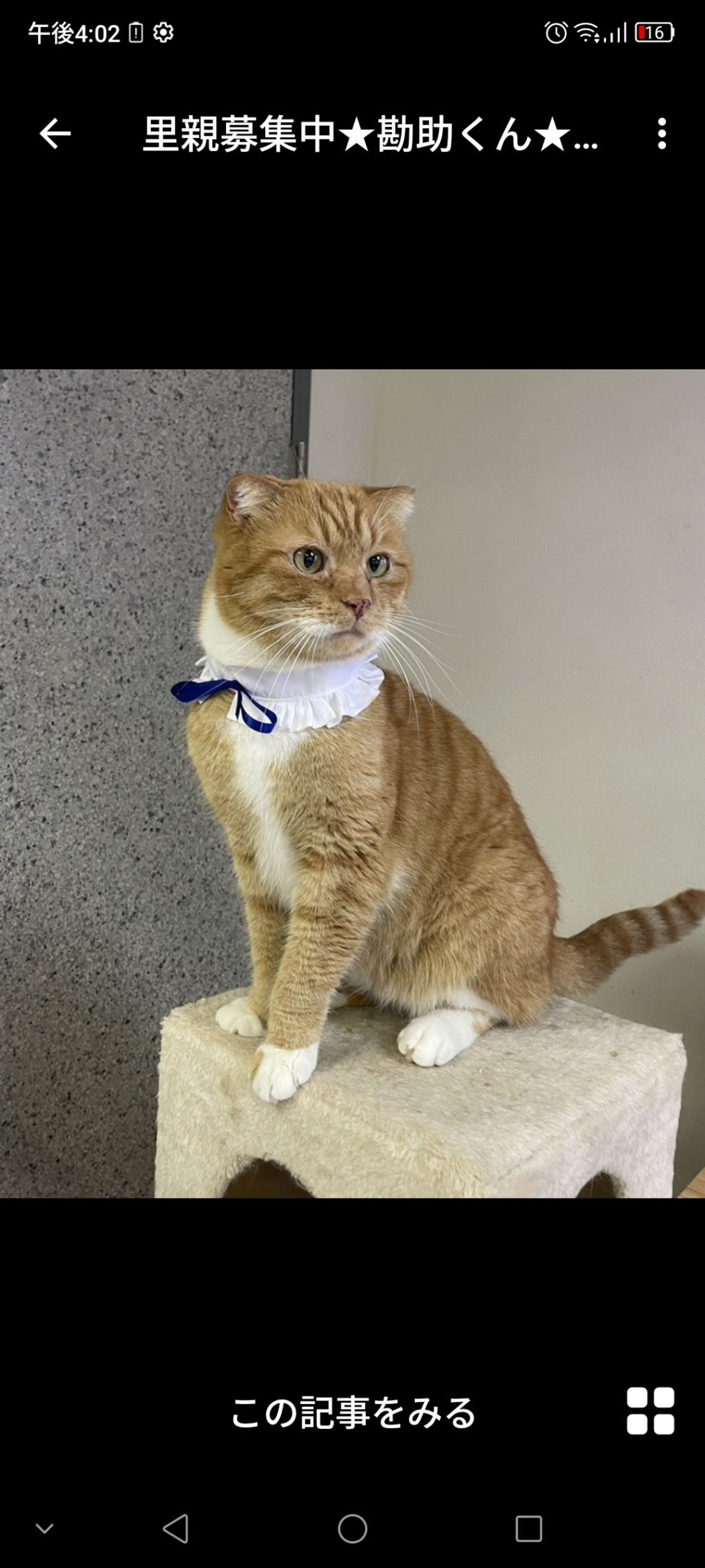 雑種（ミックス猫）・オスの里親募集の写真