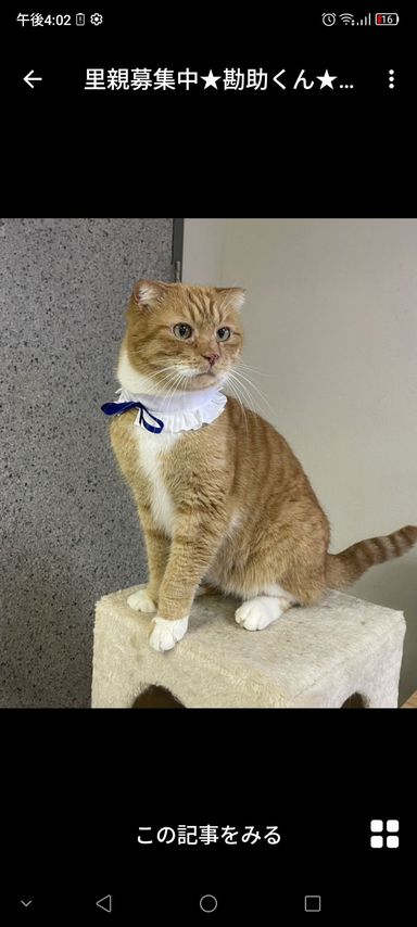 勘助くん