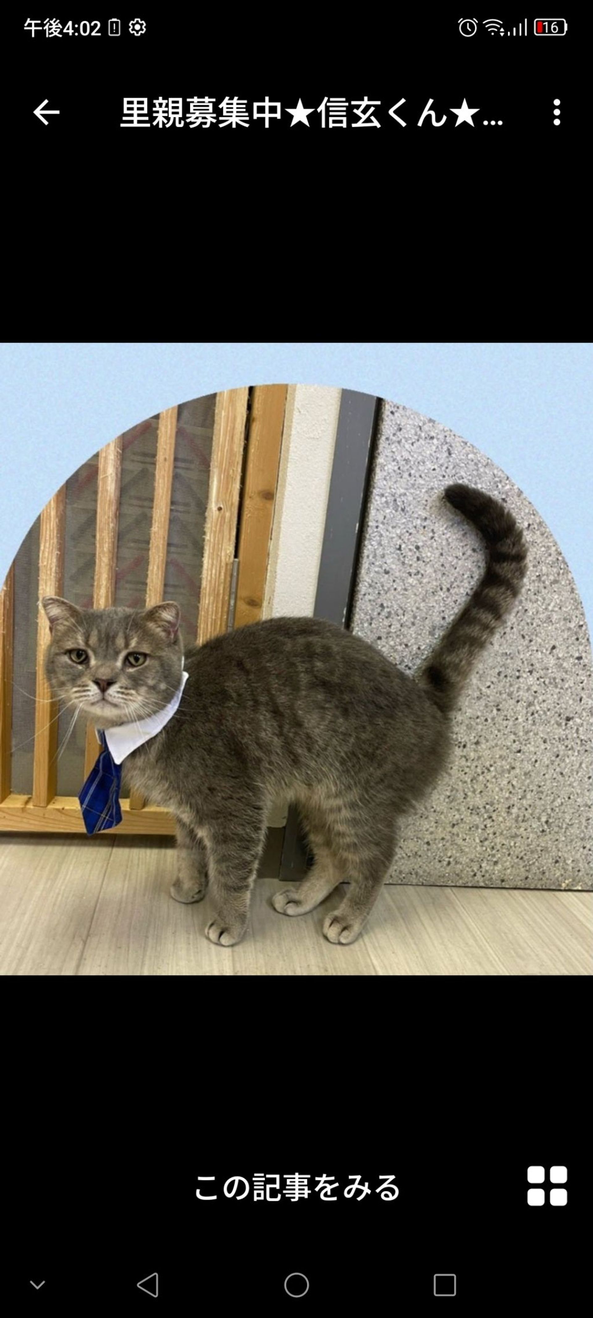 雑種（ミックス猫）・オスの里親募集の写真