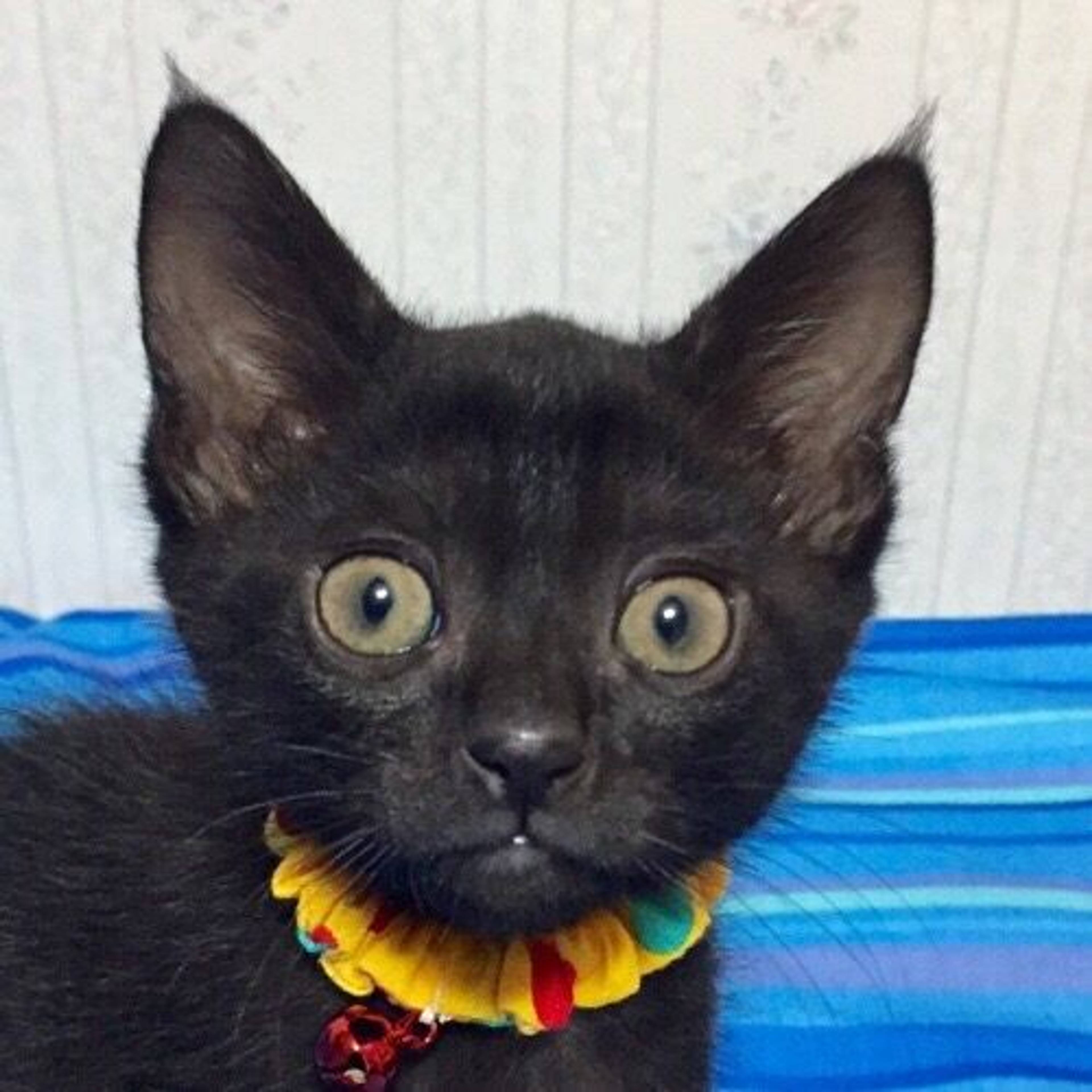 雑種（ミックス猫）・メスの里親募集の写真